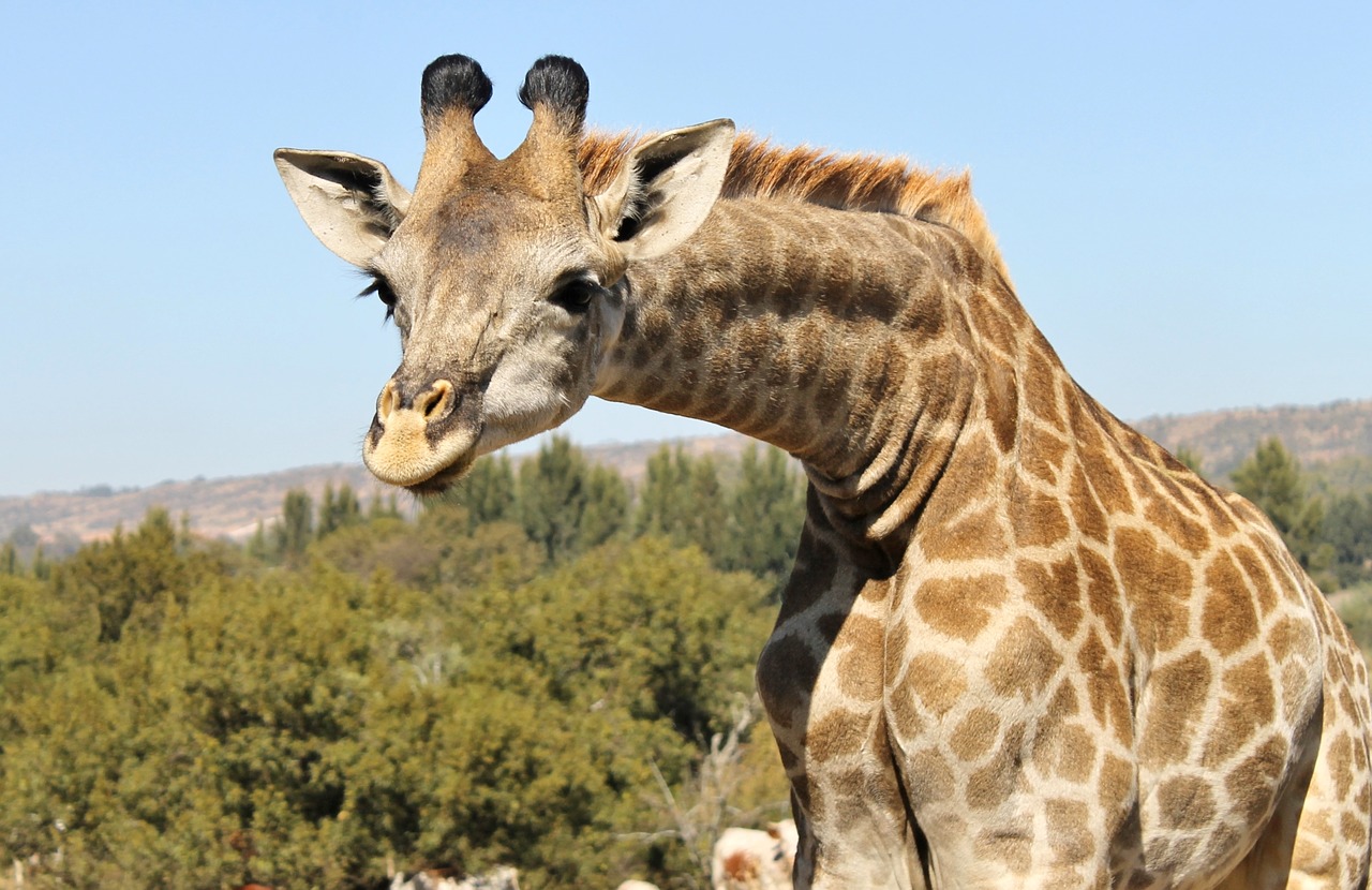 Žirafa, Smalsus, Įdomu, Laukiniai, Gyvūnas, Kaklas, Afrika, Safari, Stovintis, Aplinka