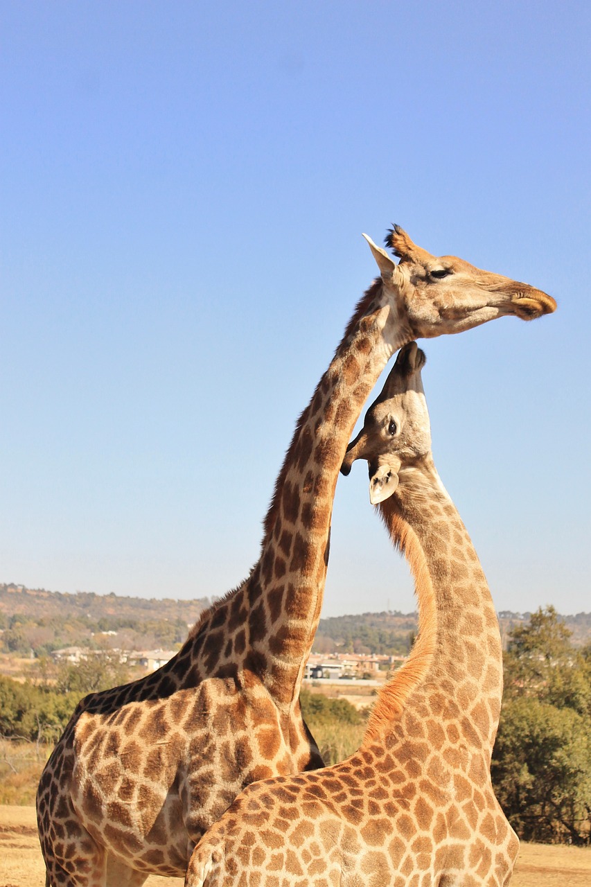 Žirafa, Žaidimas, Rezervas, Motina, Vaikas, Meilė, Kartu, Afrika, Gyvūnas, Laukinė Gamta