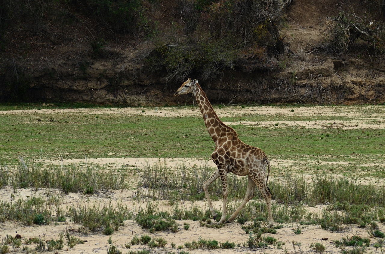 Žirafa, Afrika, Safari, Gyvūnas, Nacionalinis Parkas, Žinduolis, Dykuma, Laukinis Gyvūnas, Pietų Afrika, Gamta