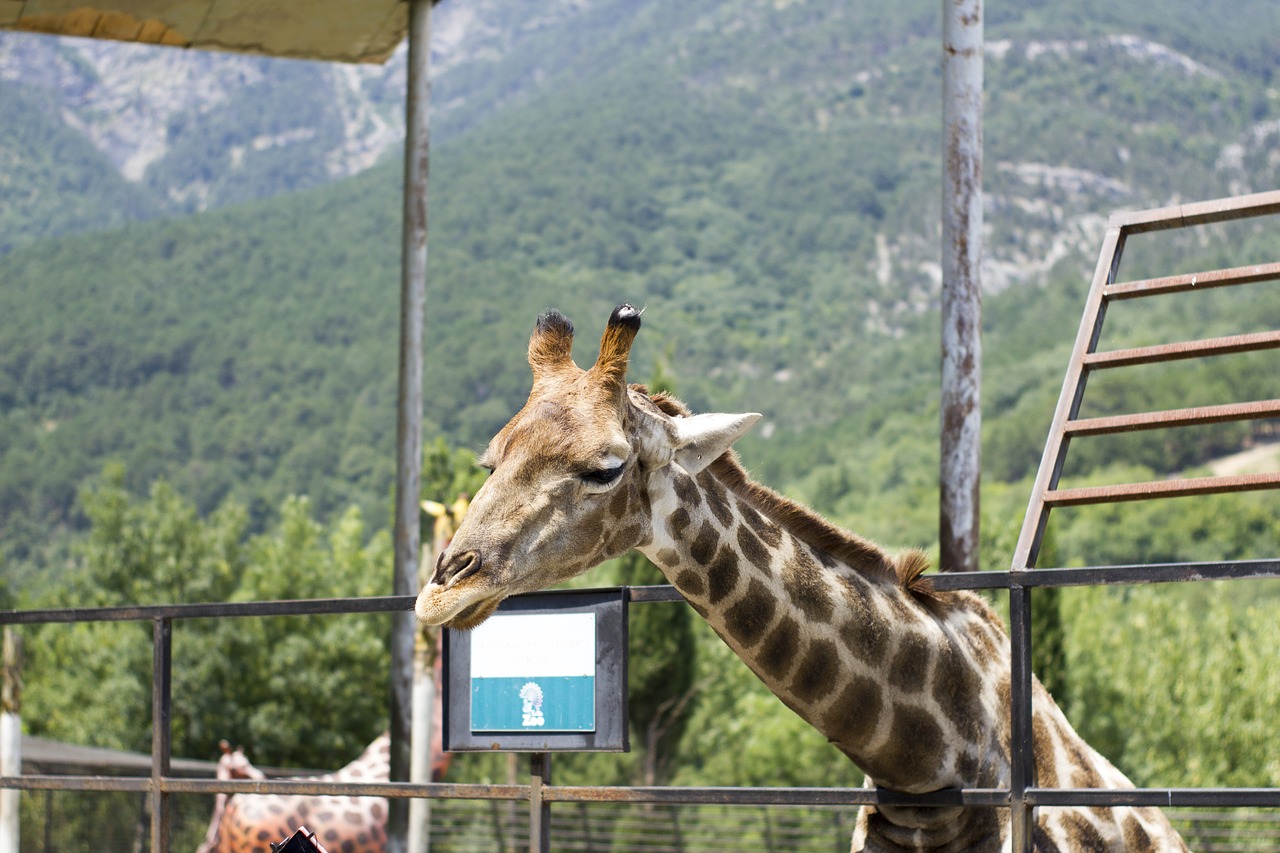 Žirafa, Zoologijos Sodas, Gyvoji Gamta, Gamta, Gyvūnai, Kanopas, Žvėrys, Nemokamos Nuotraukos,  Nemokama Licenzija