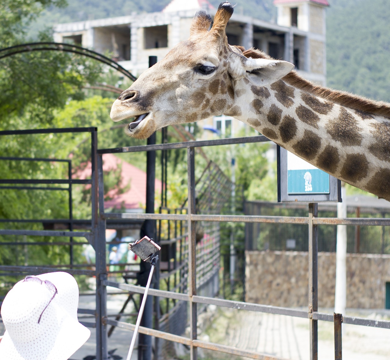 Žirafa, Zoologijos Sodas, Gyvoji Gamta, Gamta, Gyvūnai, Afrika, Kanopas, Žvėrys, Dažymas, Kalakutienos