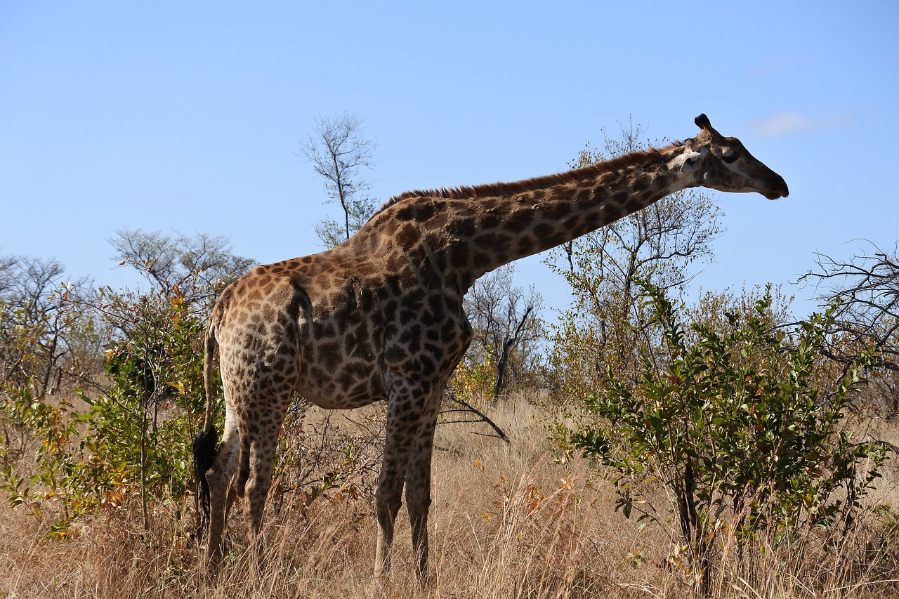 Žirafa, Safari, Laukiniai, Kaklas, Aukštas, Laukinė Gamta, Afrika, Gyvūnas, Žinduolis, Gamta