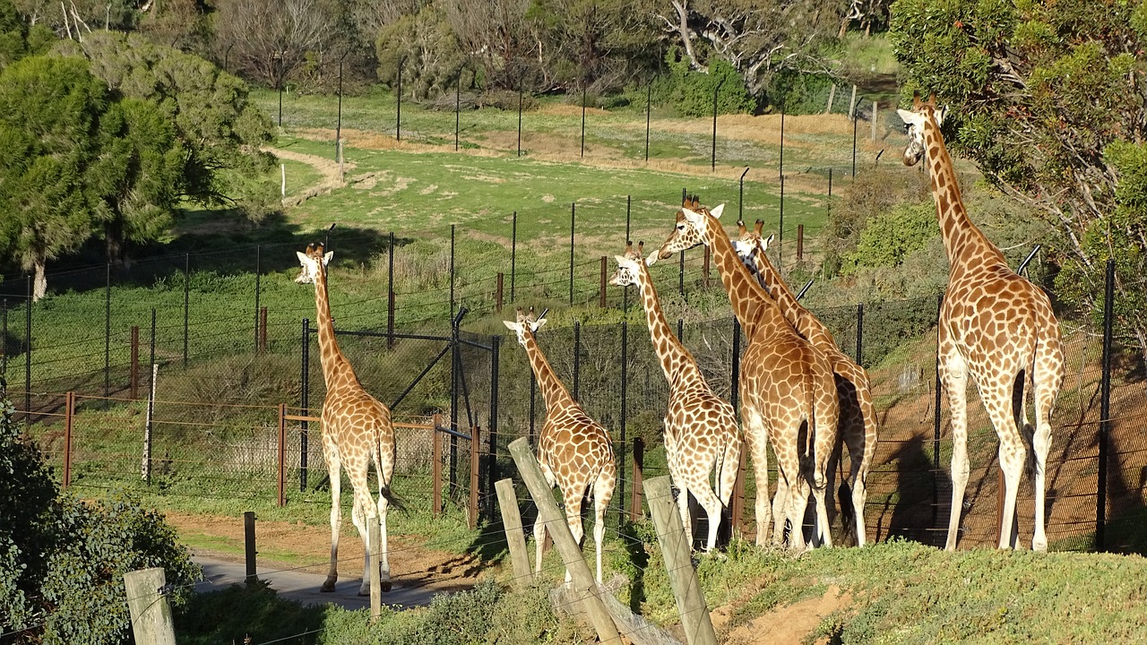 Žirafa, Žinduolis, Savanna, Laukinė Gamta, Afrikos, Safari, Zoologijos Sodas, Gyvūnas, Dėmės, Ilgai