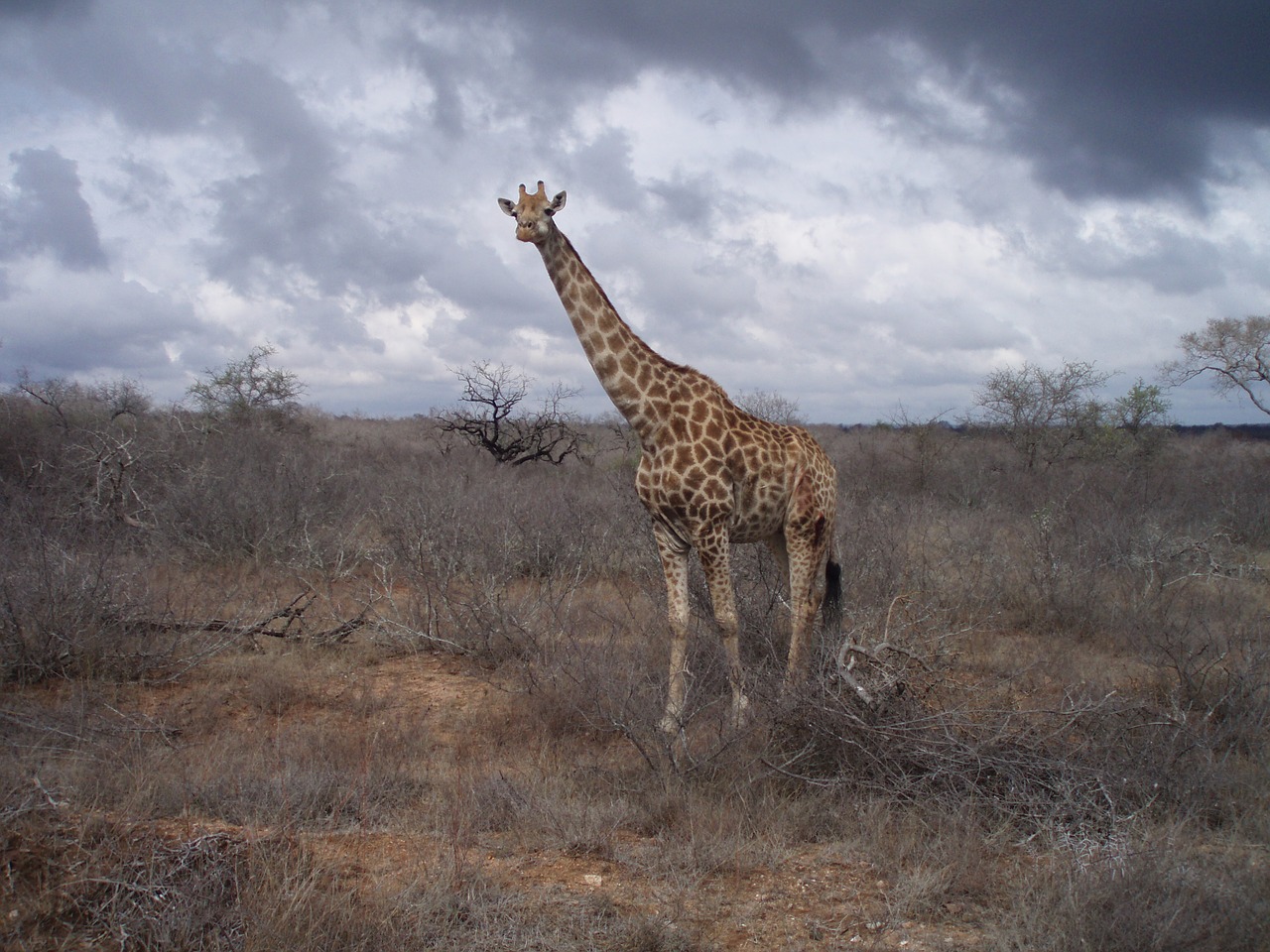 Žirafa, Pietų Afrika, Laukiniai, Laukinė Gamta, Gamta, Parkas, Nemokamos Nuotraukos,  Nemokama Licenzija