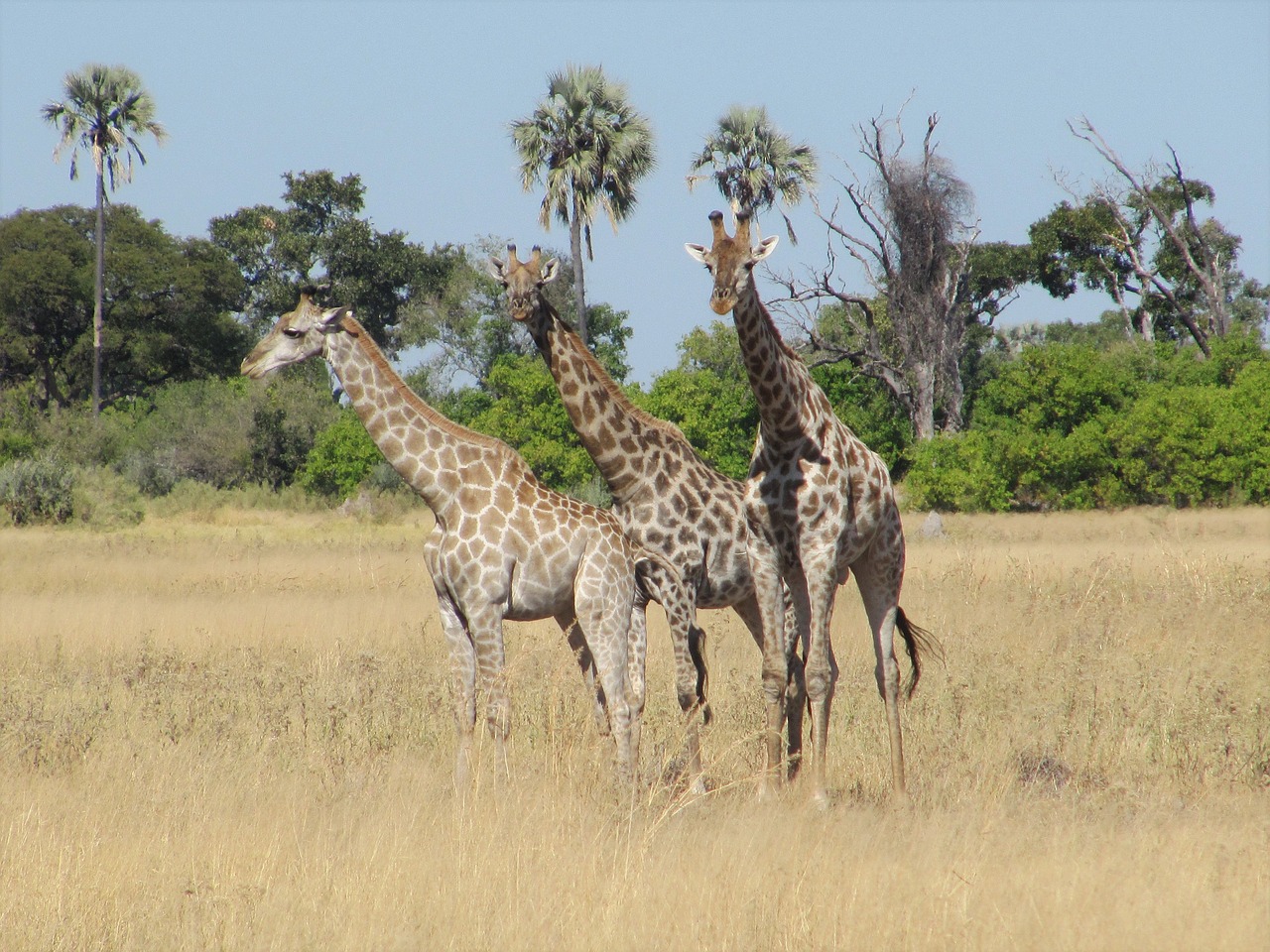 Žirafa, Žirafos, Botsvana, Safari, Nacionalinis Parkas, Pastebėtas, Laukinės Gamtos Fotografija, Afrika, Didelis, Dykuma
