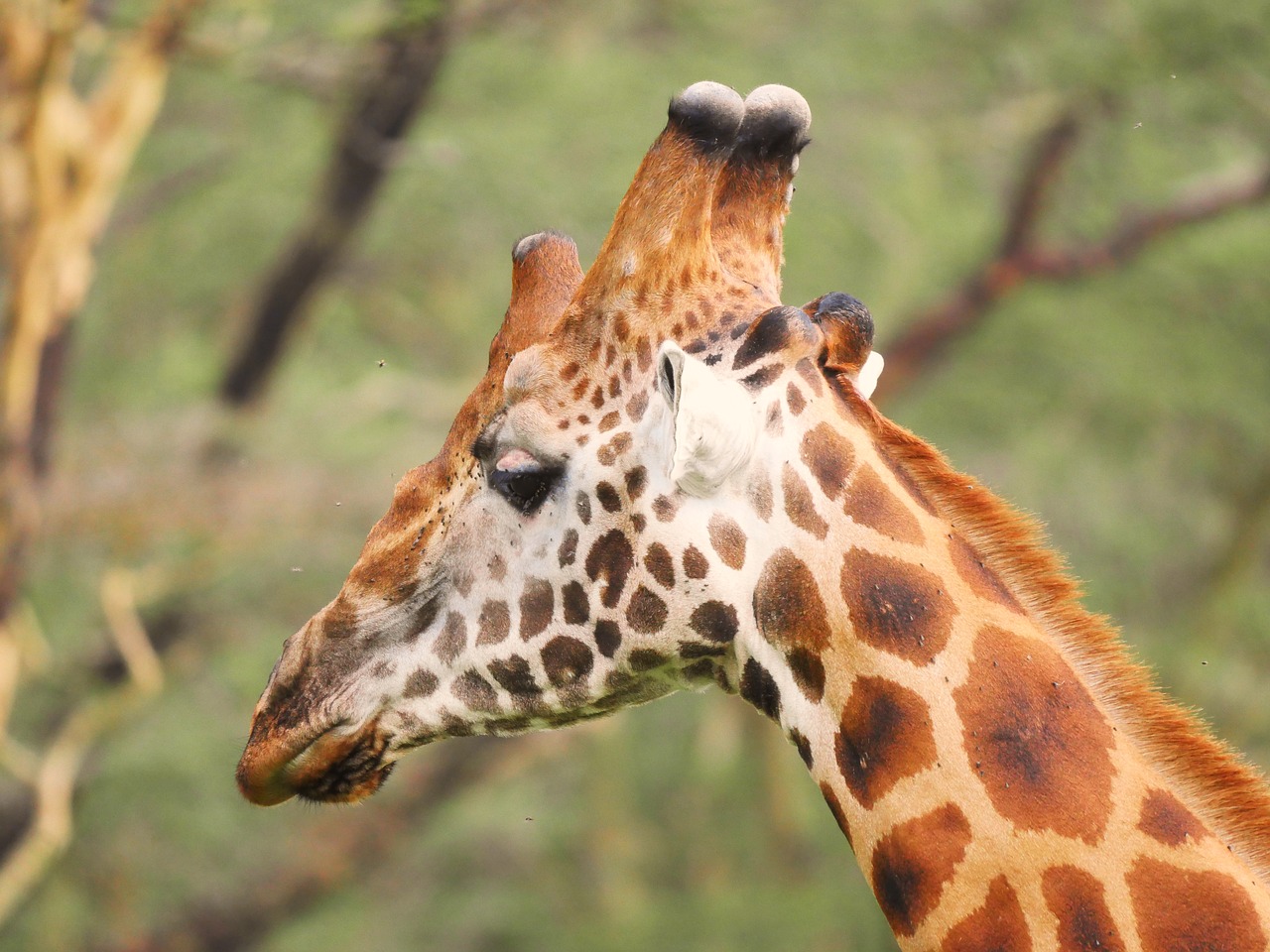 Žirafa, Galva, Uždaryti, Ragai, Pin Valgyti, Laukinis Gyvūnas, Maistas, Safari, Ežeras Nakuru, Nacionalinis Parkas