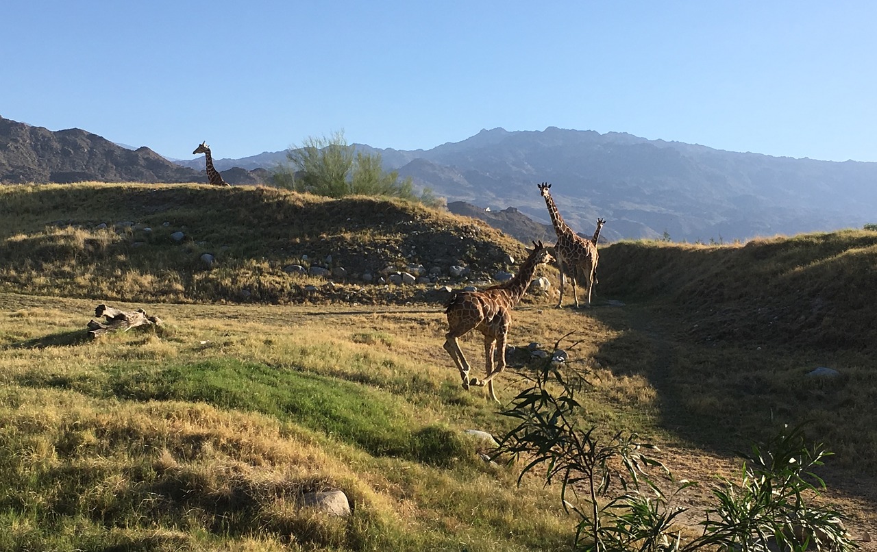 Žirafa, Saulėlydis, Gamta, Safari, Nemokamos Nuotraukos,  Nemokama Licenzija