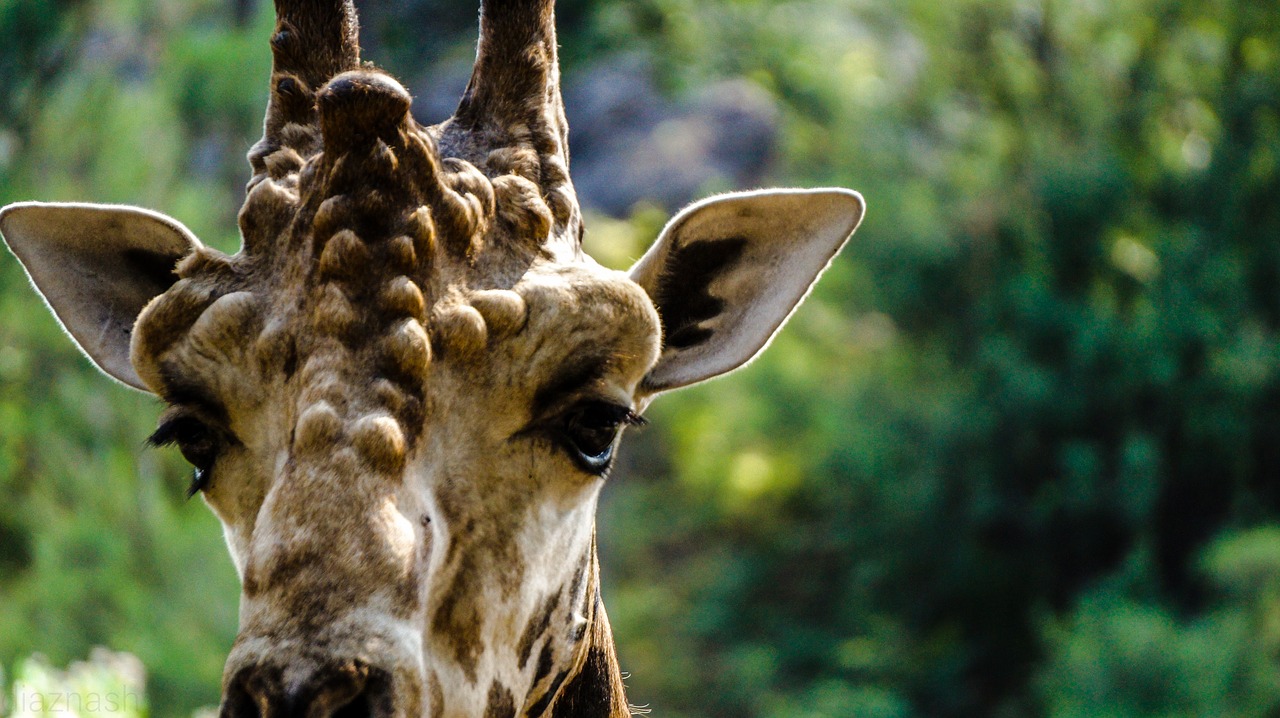 Žirafa, Gamta, Laukiniai, Zoologijos Sodas, Afrika, Kenya, Safari, Mombasa, Aukštas, Galva
