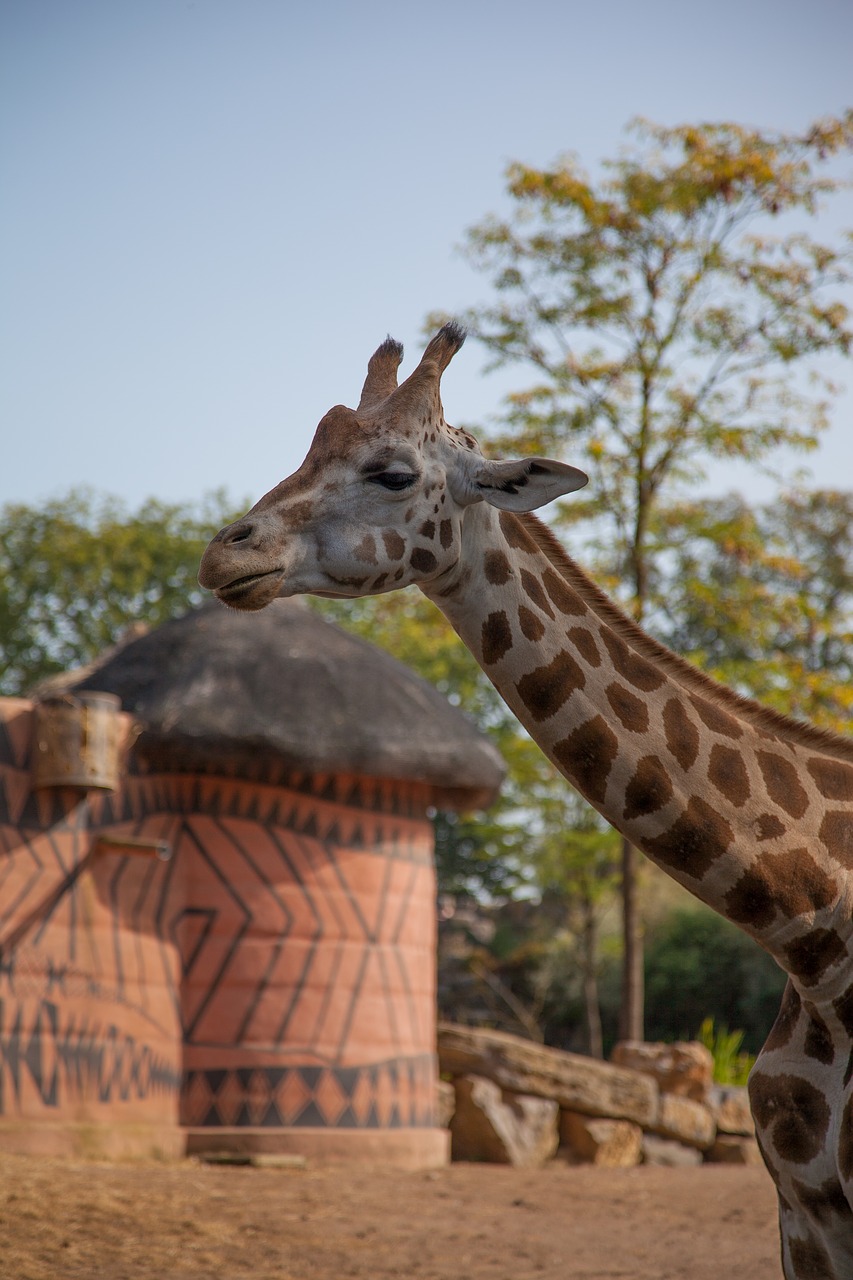 Žirafa, Gyvūnas, Afrika, Ilgas Kaklas, Nemokamos Nuotraukos,  Nemokama Licenzija