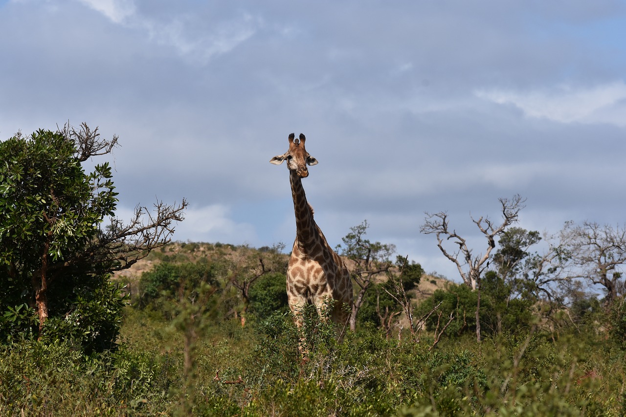 Žirafa, Pietų Afrika, Laukiniai, Gyvūnas, Laukinė Gamta, Parkas, Žinduolis, Savana, Aukštas, Krūmas