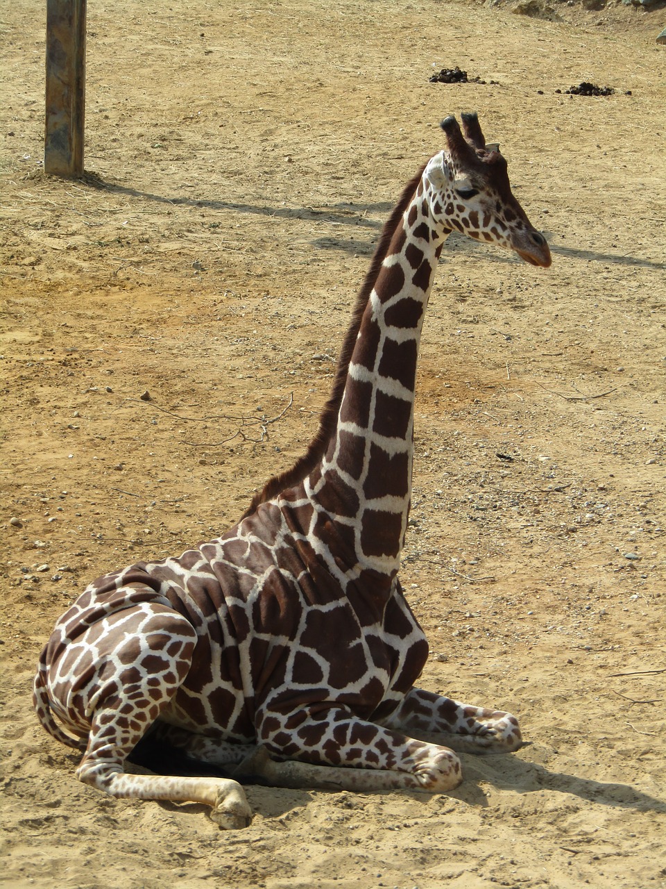 Žirafa, Sėdi, Zoologijos Sodas, Nemokamos Nuotraukos,  Nemokama Licenzija