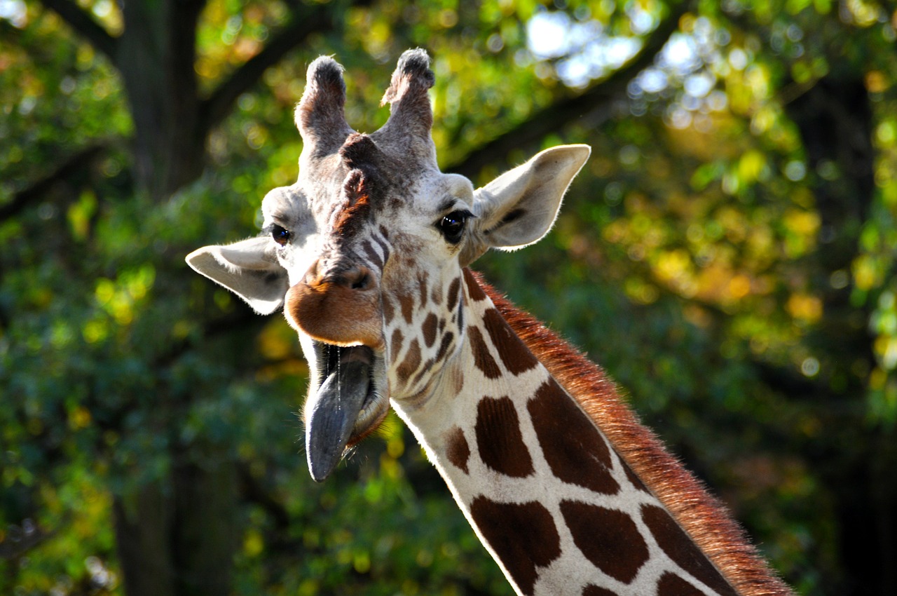 Žirafa, Galva, Zoologijos Sodas, Žinduolis, Nemokamos Nuotraukos,  Nemokama Licenzija