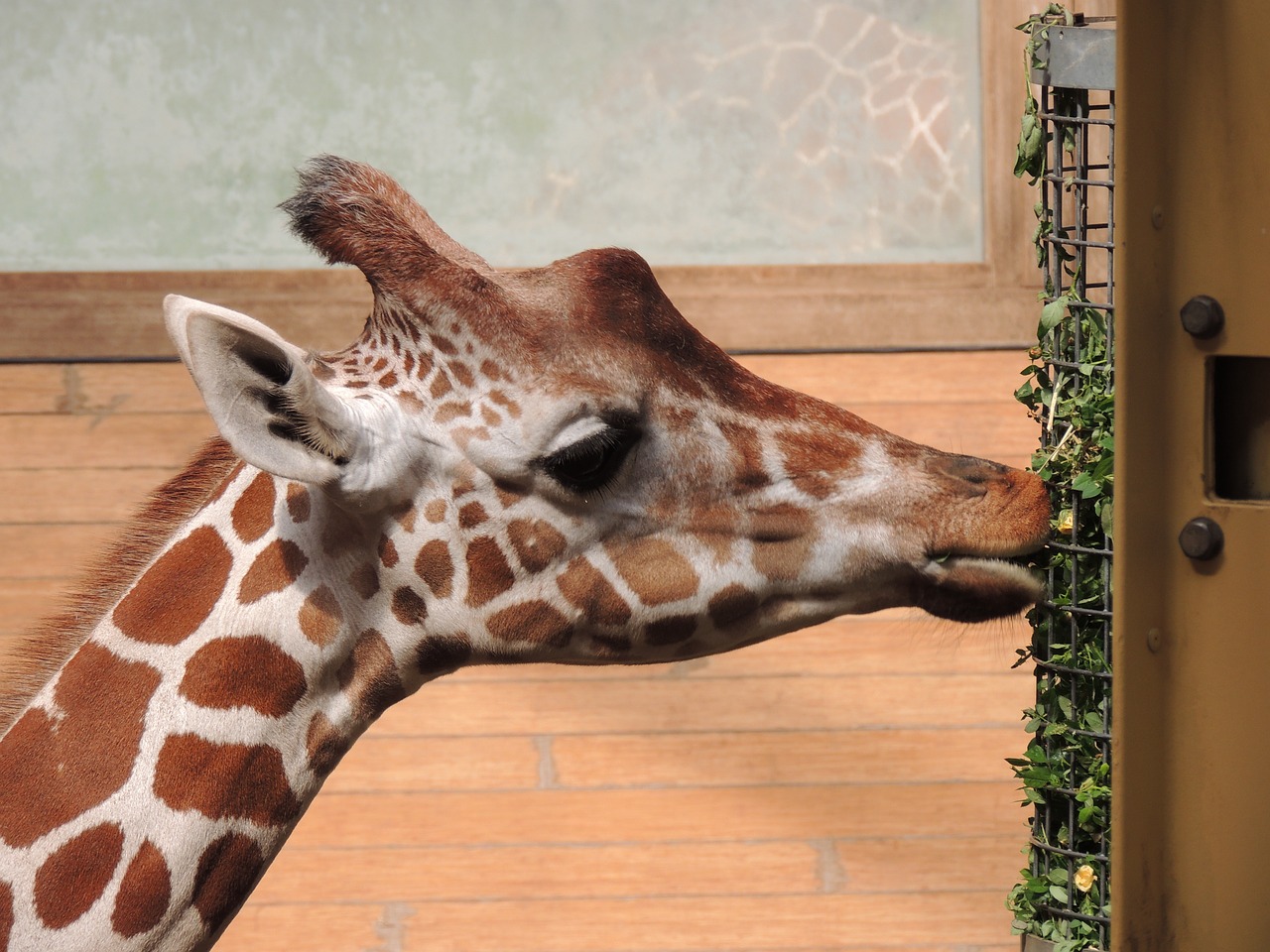 Žirafa, Zoologijos Sodas, Gyvūnas, Gyvūnai, Gyvūnų Pasaulis, Kaklas, Afrika, Nemokamos Nuotraukos,  Nemokama Licenzija