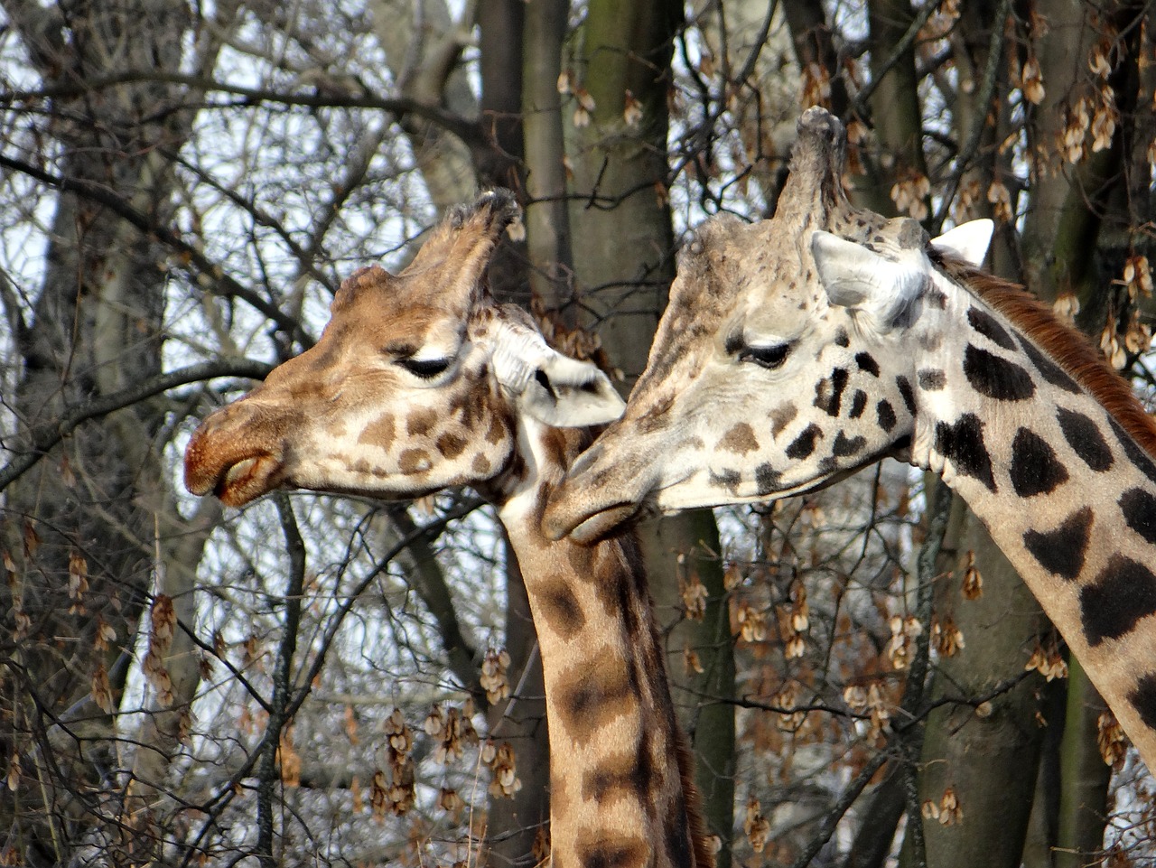 Žirafa, Gamta, Tanzanija, Safari, Laukiniai, Gyvūnas, Žinduolis, Kaklas, Laukinis Gyvūnas, Gyvūnai