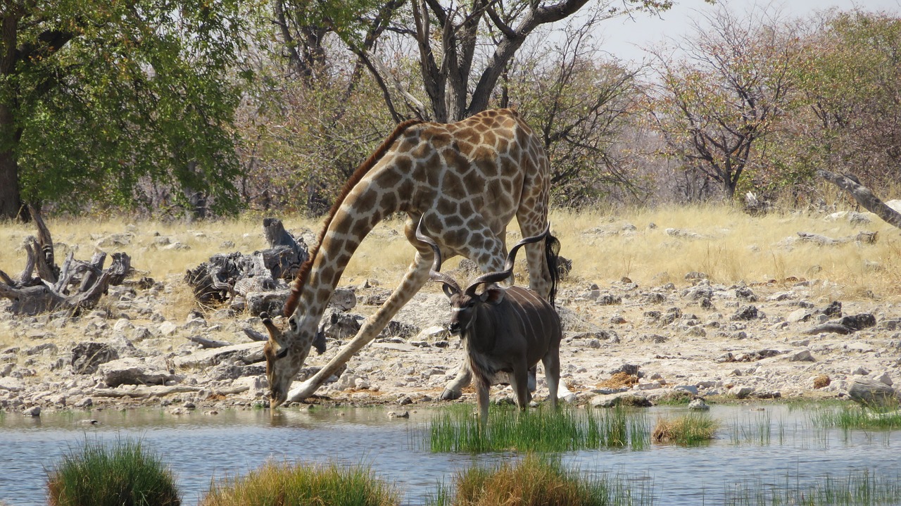 Žirafa, Kudu, Girtas, Antilopė, Punktas, Vanduo, Gerti, Afrika, Savana, Etosha