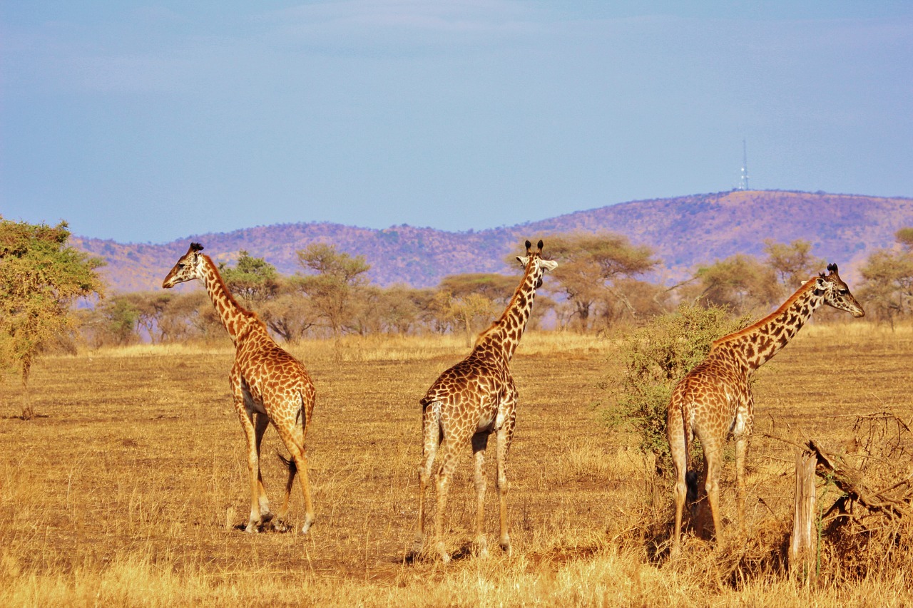 Žirafa, Gamta, Safari, Afrika, Serengeti, Gamtos Serengetis, Tanzanija, Žolėdis, Afrikos, Laukiniai