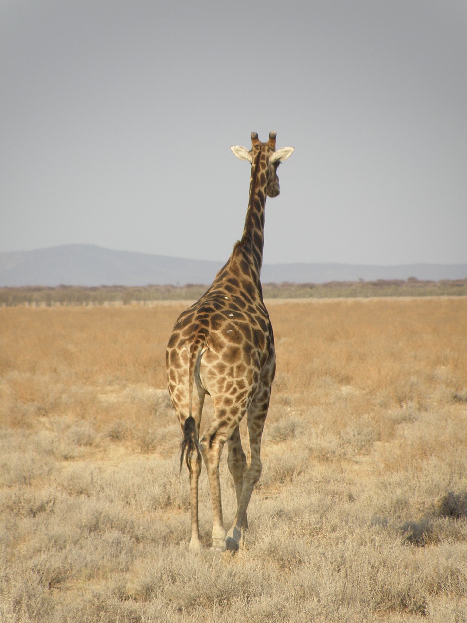 Žirafa, Namibija, Parkas, Nemokamos Nuotraukos,  Nemokama Licenzija