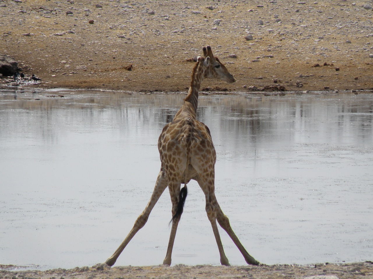 Žirafa, Namibija, Kelionė, Nemokamos Nuotraukos,  Nemokama Licenzija