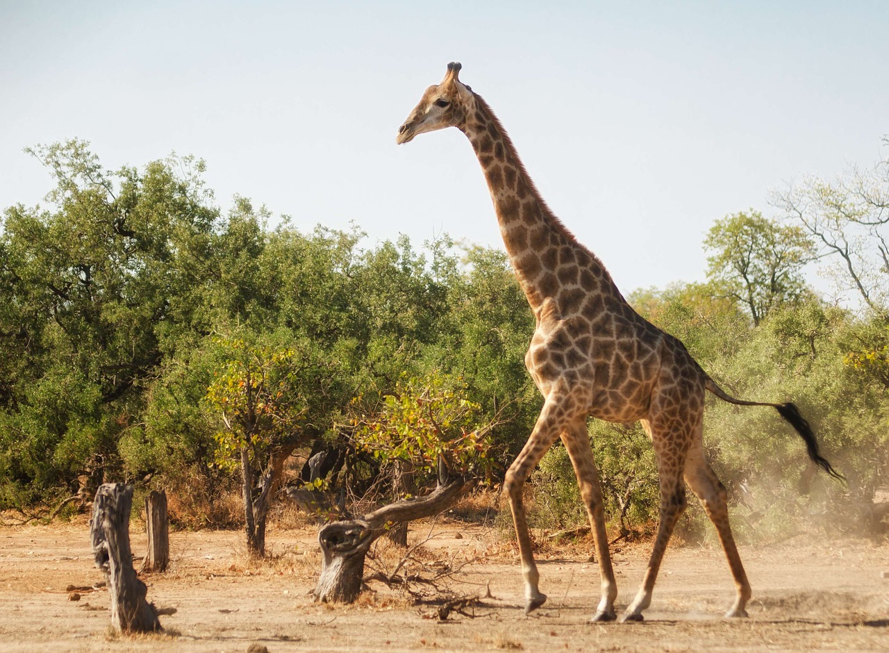 Žirafa, Bėgimas, Afrika, Laukiniai, Laukinė Gamta, Žinduolis, Juokinga, Kaklas, Dizainas, Nemokamos Nuotraukos