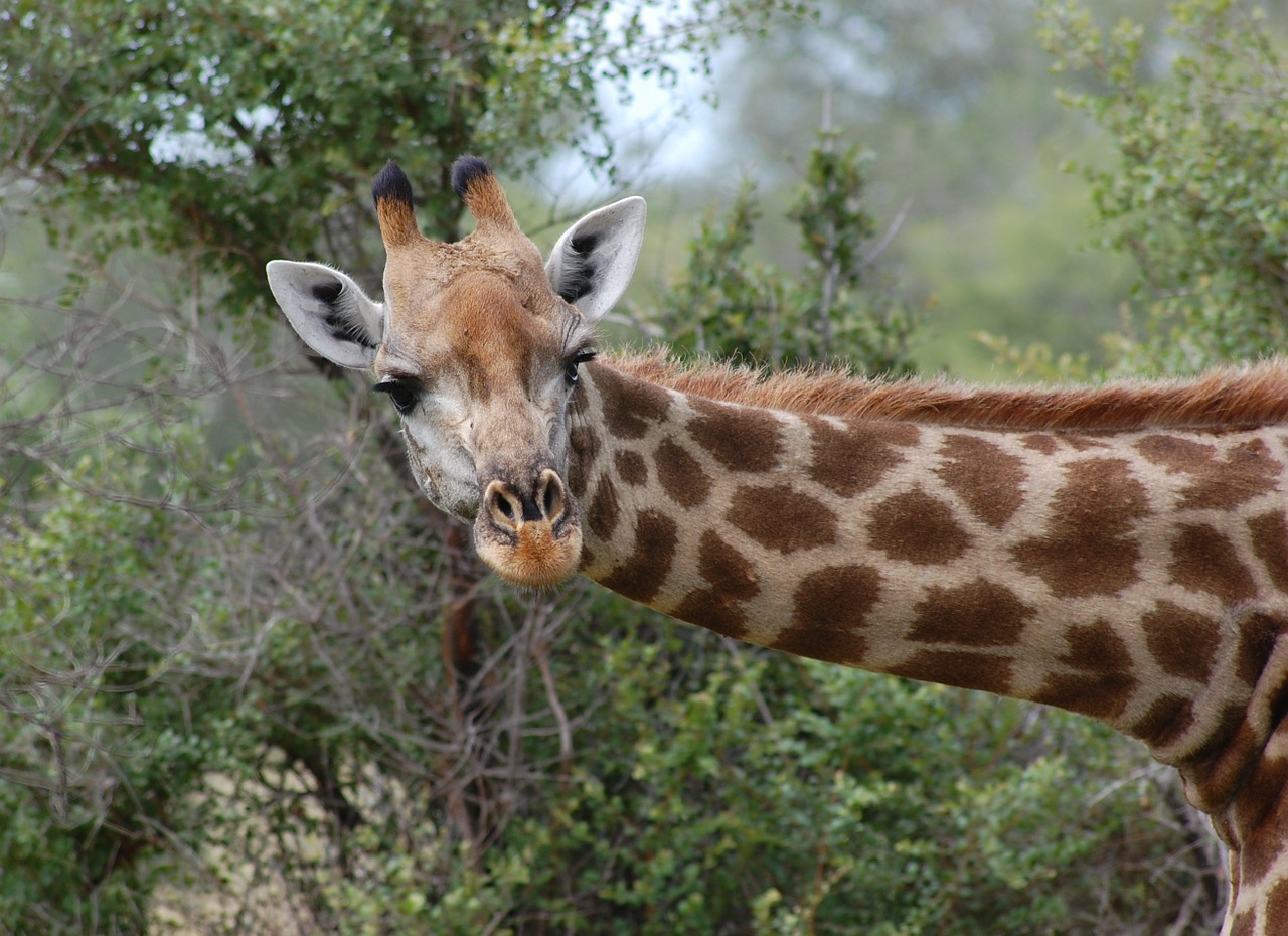 Žirafa, Safari, Gamta, Gyvūnas, Galva, Kaklas, Nemokamos Nuotraukos,  Nemokama Licenzija