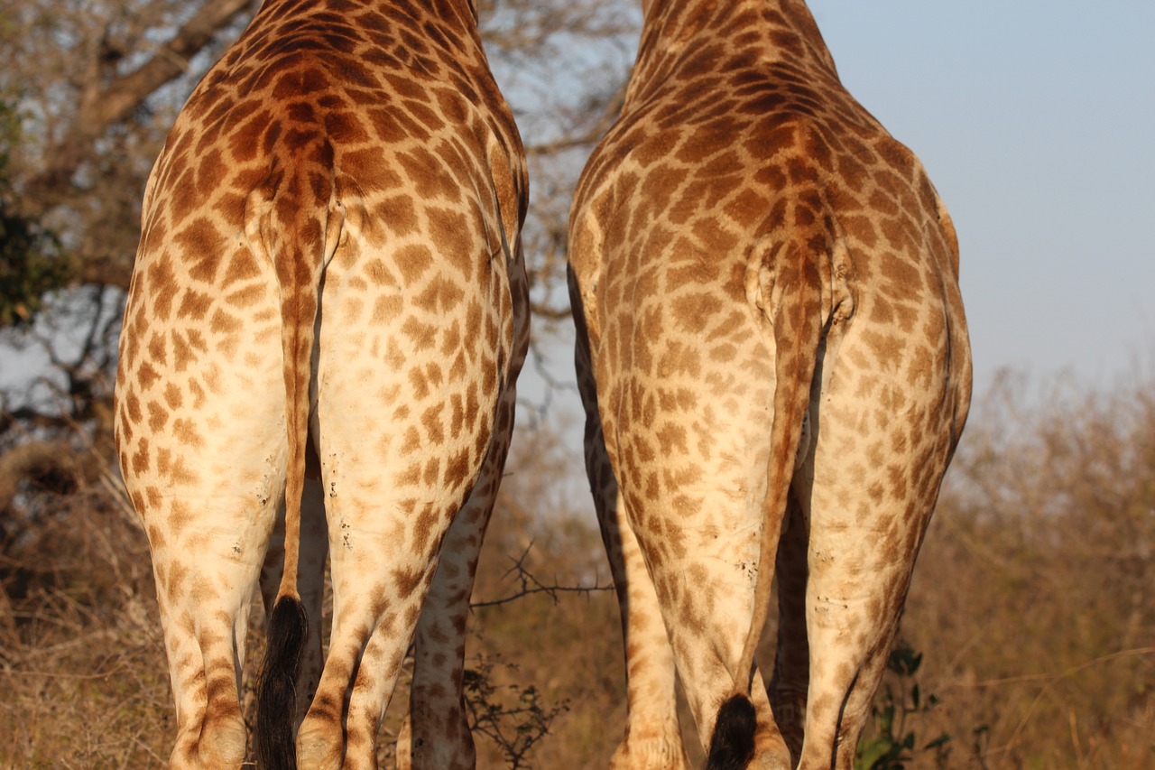 Žirafa, Apačioje, Laukinė Gamta, Gyvūnas, Didelis, Safari, Aukštas, Nemokamos Nuotraukos,  Nemokama Licenzija