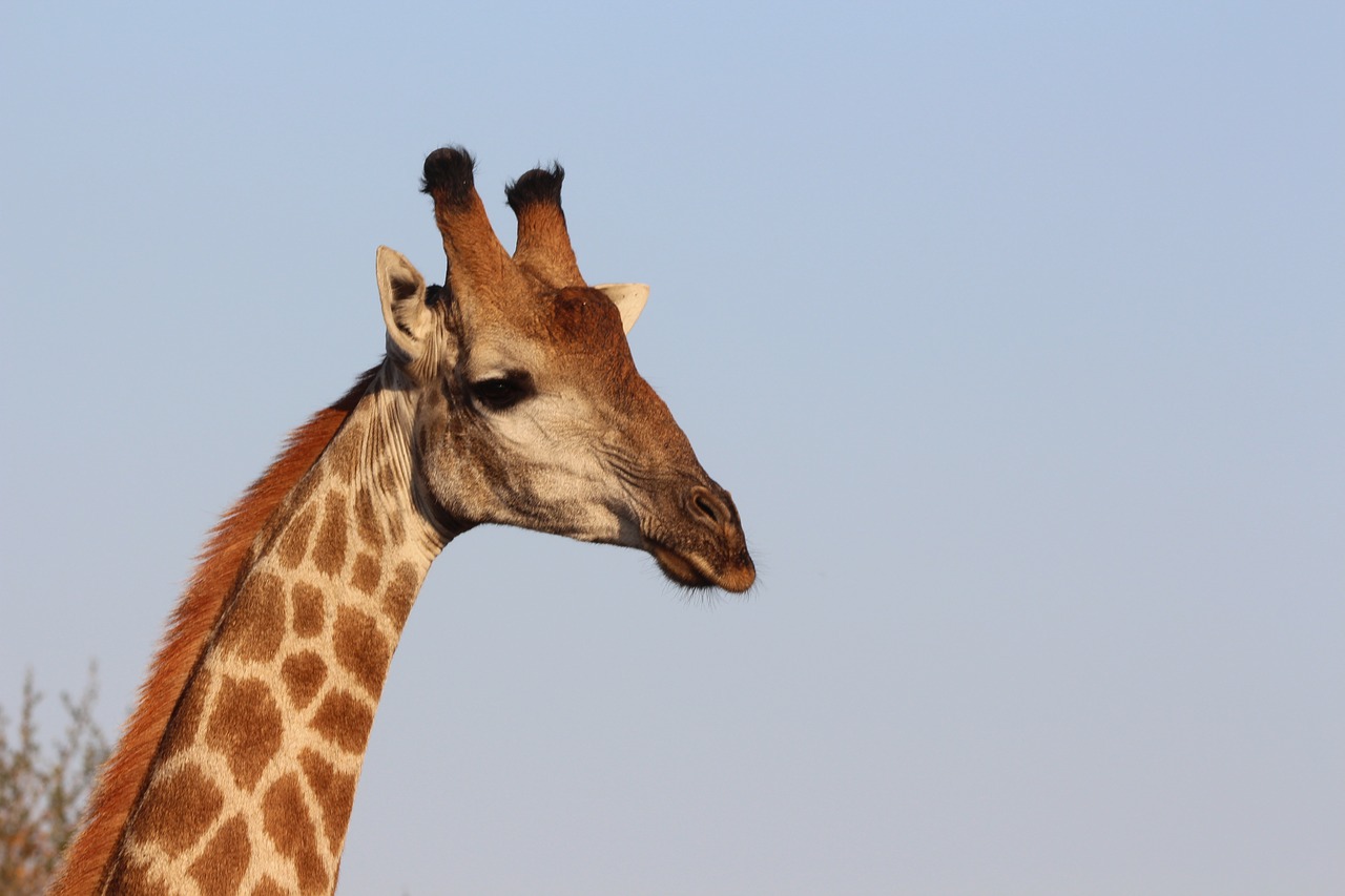 Žirafa, Laukinė Gamta, Safari, Afrika, Nemokamos Nuotraukos,  Nemokama Licenzija