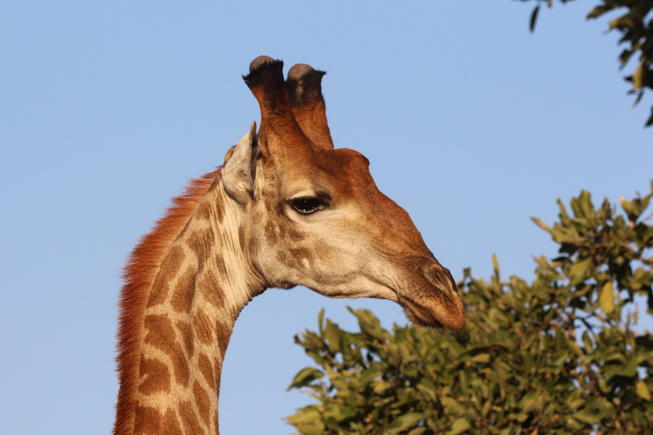 Žirafa, Afrika, Kruger, Laukiniai, Laukinė Gamta, Gyvūnas, Safari, Kaklas, Nemokamos Nuotraukos,  Nemokama Licenzija
