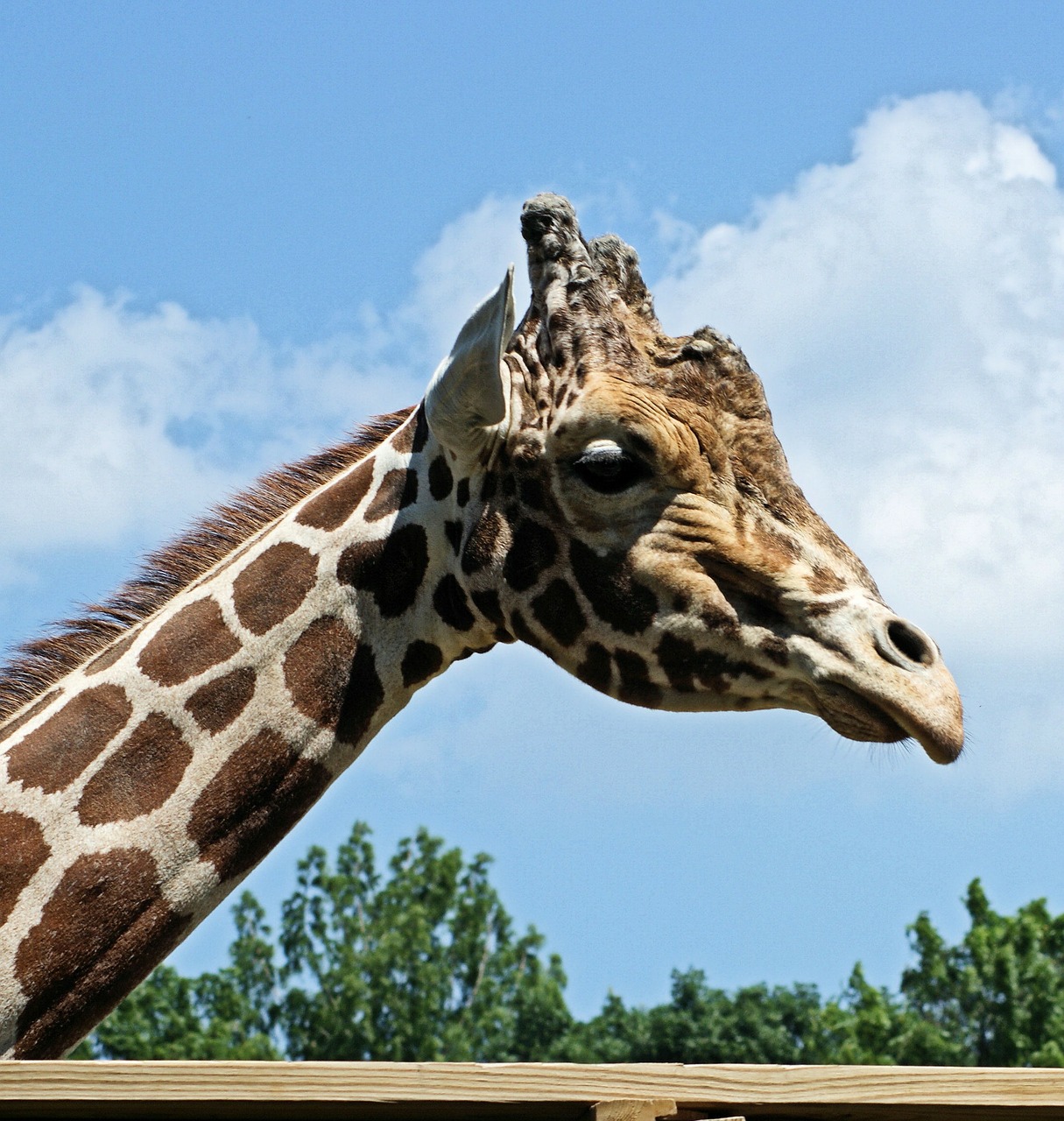 Žirafa, Afrika, Gyvūnas, Žinduolis, Kaklas, Dėmės, Zoologijos Sodas, Aukštas, Laukinė Gamta, Galva