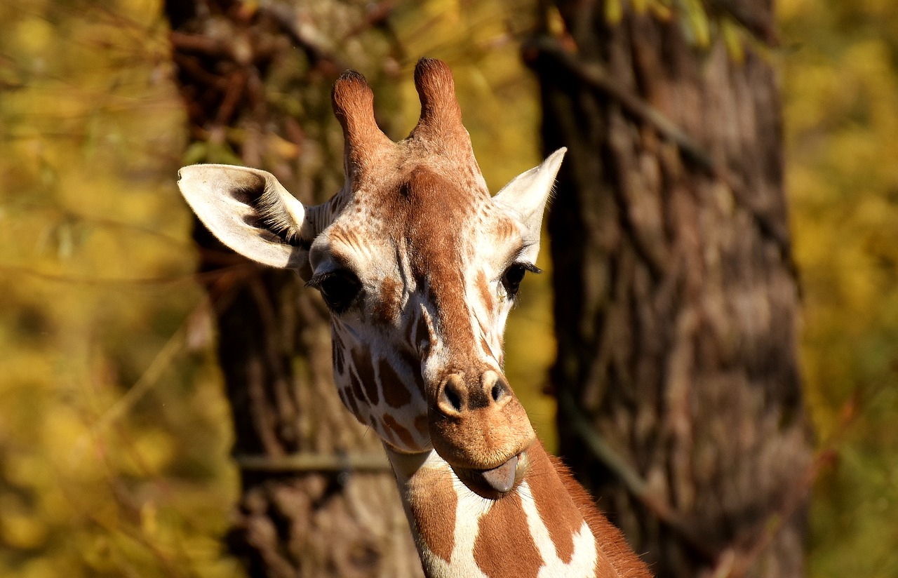 Žirafa, Zoologijos Sodas, Gyvūnas, Gyvūnų Portretas, Juokinga, Tierpark Hellabrunn, Munich, Nemokamos Nuotraukos,  Nemokama Licenzija