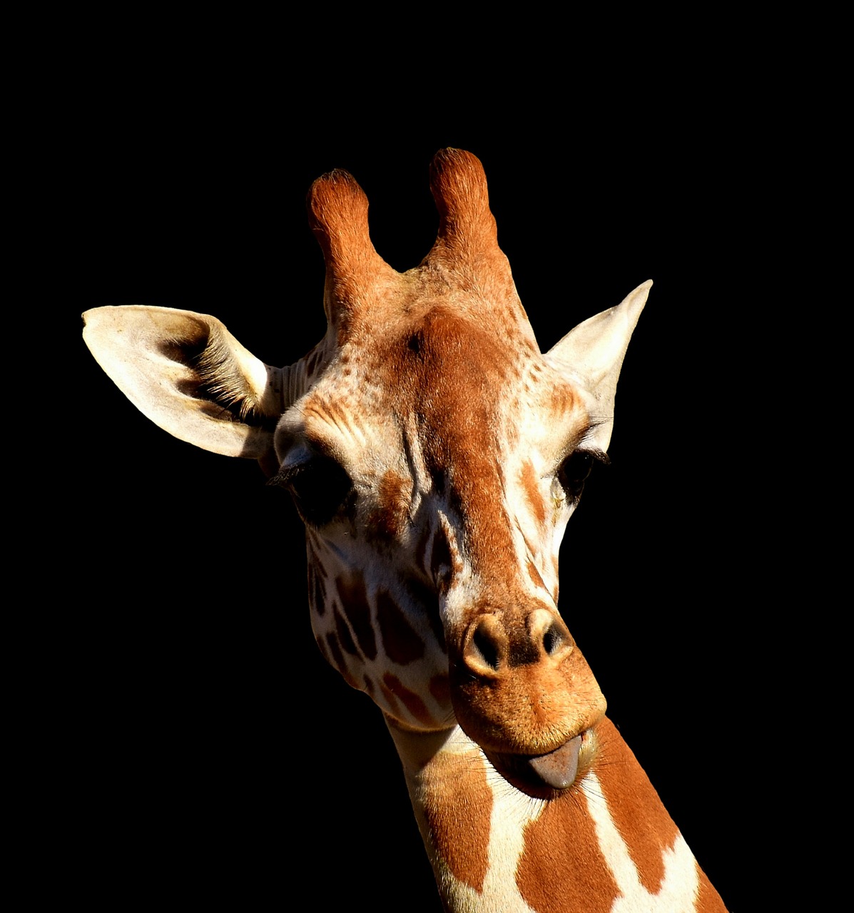 Žirafa, Įžūlus, Išlieti Liežuvį, Juokinga, Mielas, Gyvūnas, Tierpark Hellabrunn, Nemokamos Nuotraukos,  Nemokama Licenzija