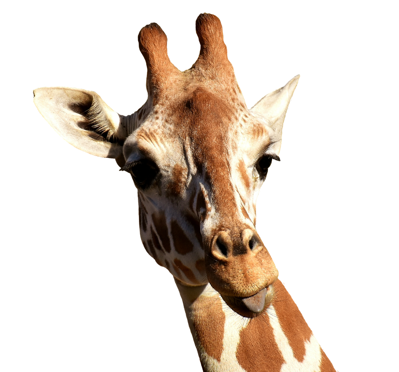 Žirafa, Įžūlus, Išlieti Liežuvį, Juokinga, Mielas, Gyvūnas, Tierpark Hellabrunn, Pasėlių Auginimas, Išimtis, Izoliuotas