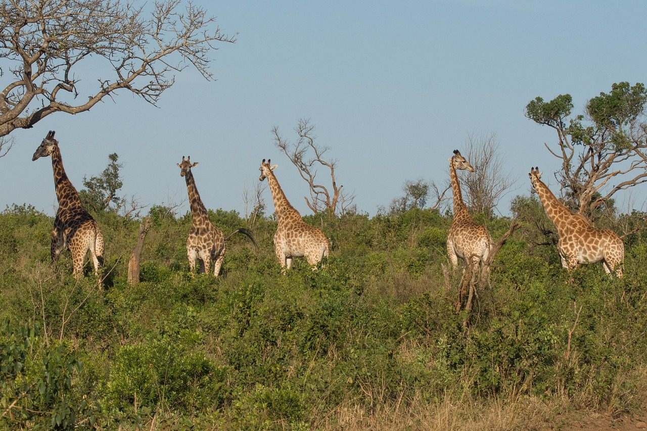 Žirafa, Kwazulu Natal, Afrika, Pietų Afrika, Nacionalinis Parkas, Turizmas, Laukinis Gyvūnas, Kelionė, Gamta, Nemokamos Nuotraukos