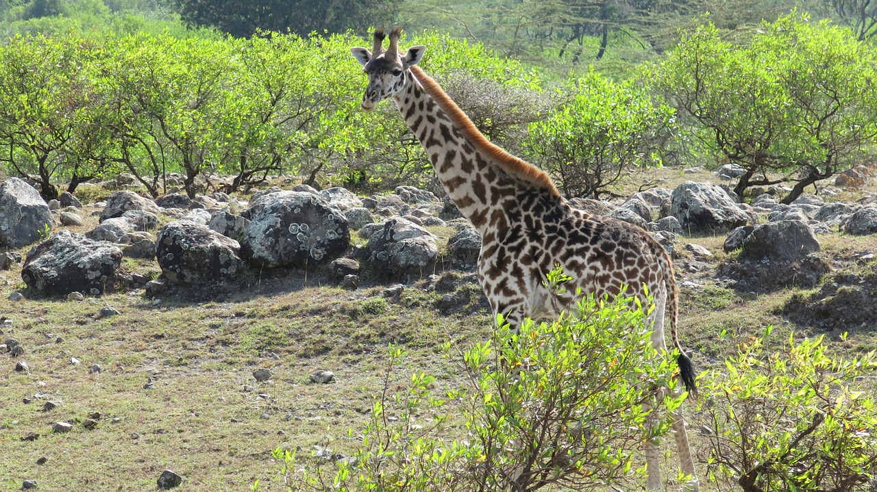 Žirafa, Nacionalinis Parkas, Tanzanija, Nemokamos Nuotraukos,  Nemokama Licenzija