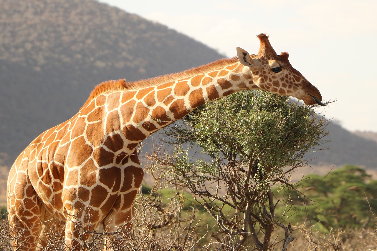 Žirafa, Safari, Gyvūnas, Laukiniai, Laukinė Gamta, Gamta, Afrika, Savanna, Kenya, Nemokamos Nuotraukos