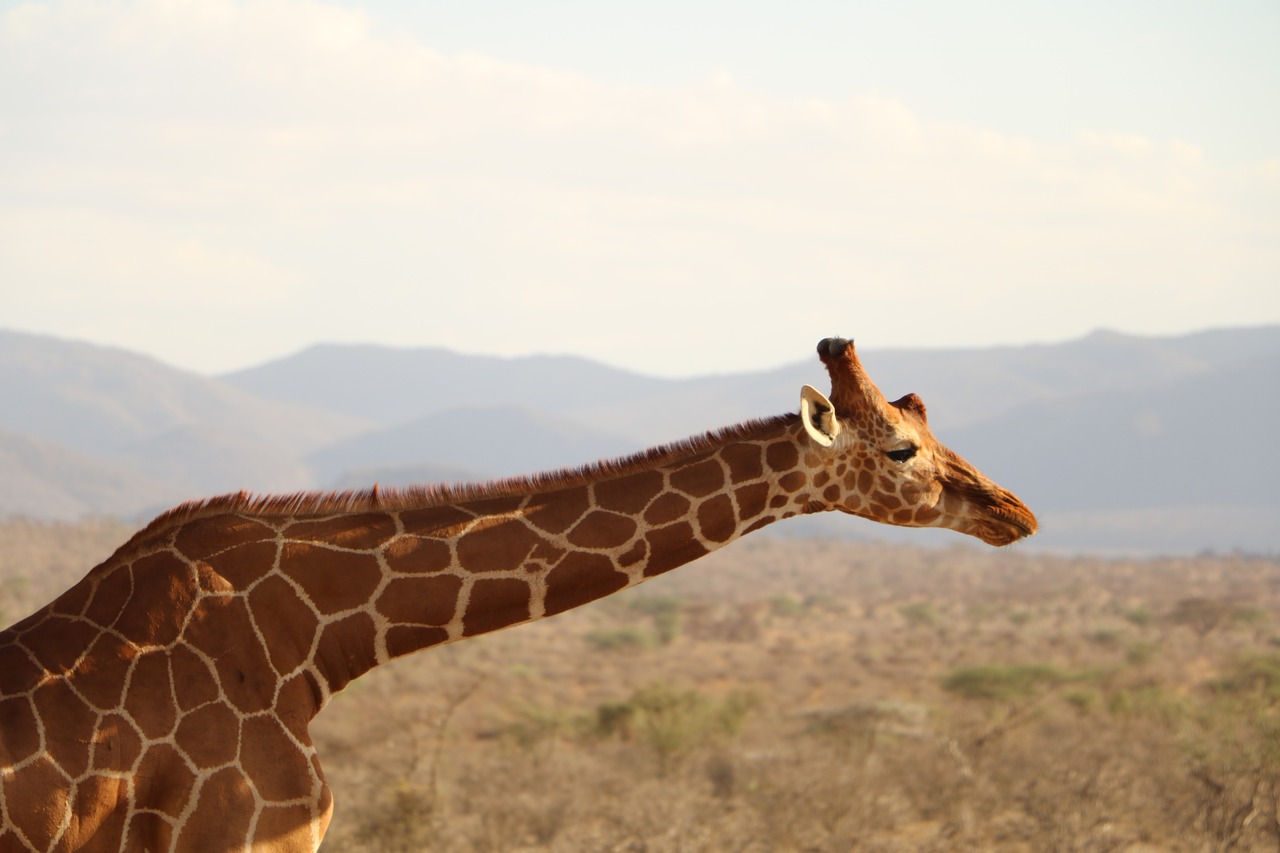 Žirafa, Safari, Gyvūnas, Laukiniai, Laukinė Gamta, Gamta, Afrika, Savanna, Kenya, Nemokamos Nuotraukos