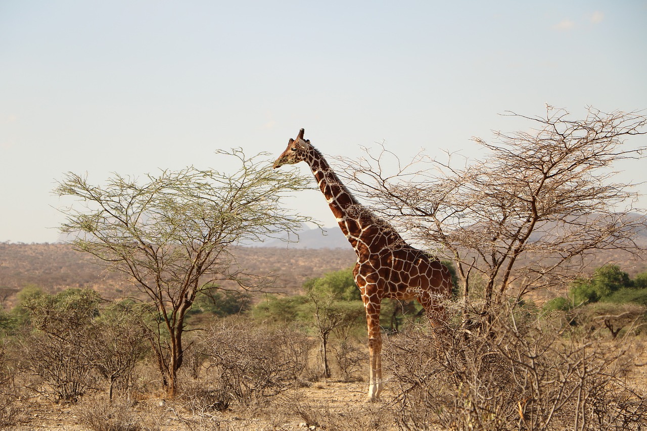 Žirafa, Safari, Gyvūnas, Laukiniai, Laukinė Gamta, Afrika, Gamta, Savanna, Nemokamos Nuotraukos,  Nemokama Licenzija