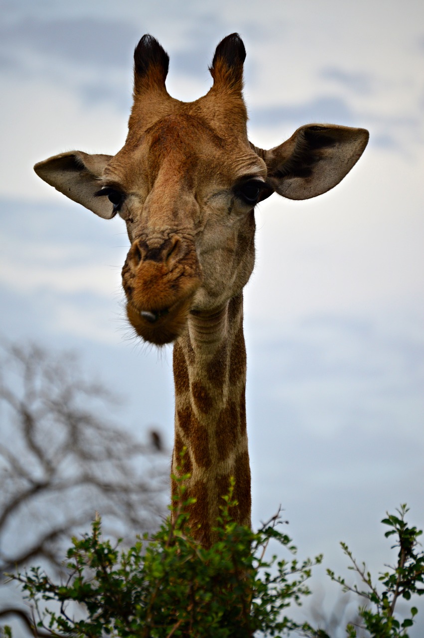Žirafa, Įdomu, Afrika, Kaklas, Osisikonai, Blakstienos, Valgymas, Laukinė Gamta, Gamta, Gyvūnai