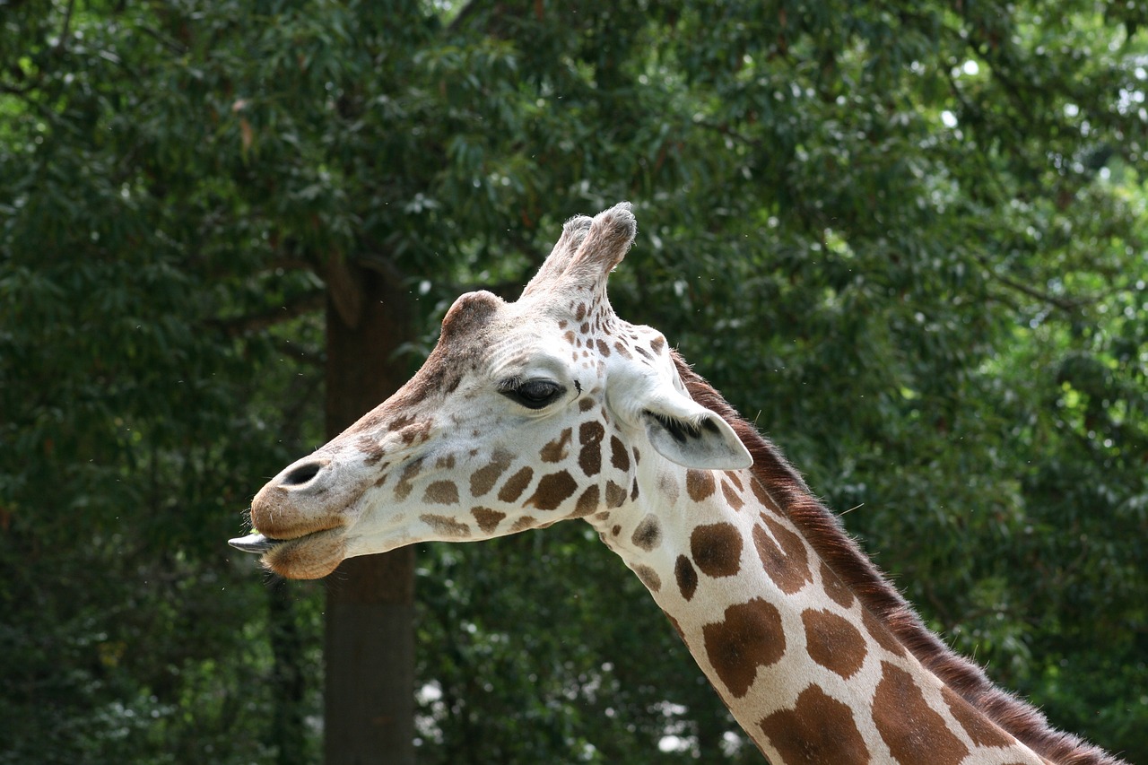 Žirafa, Afrikos, Žinduolis, Safari, Zoologijos Sodas, Mielas, Egzotiškas, Laukinė Gamta, Laukiniai, Gyvūnas