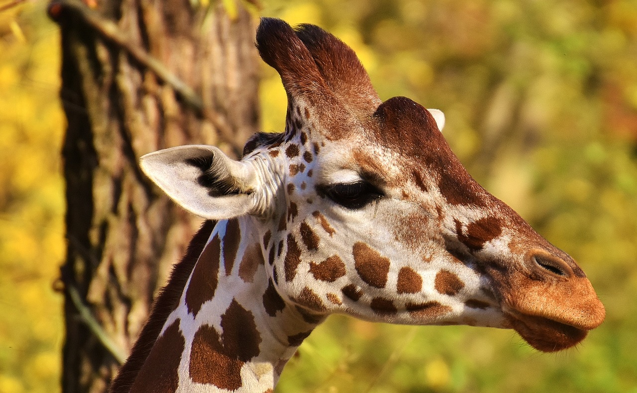 Žirafa, Zoologijos Sodas, Gyvūnas, Gyvūnų Portretas, Tierpark Hellabrunn, Munich, Nemokamos Nuotraukos,  Nemokama Licenzija