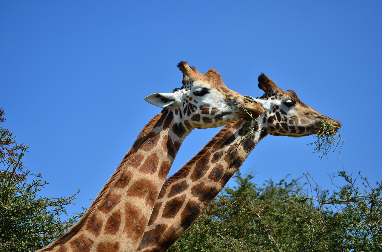 Žirafa,  Aukščiausias,  Gamta,  Laukinė Gamta,  Gyvūnas,  Safari,  Be Honoraro Mokesčio, Nemokamos Nuotraukos,  Nemokama Licenzija
