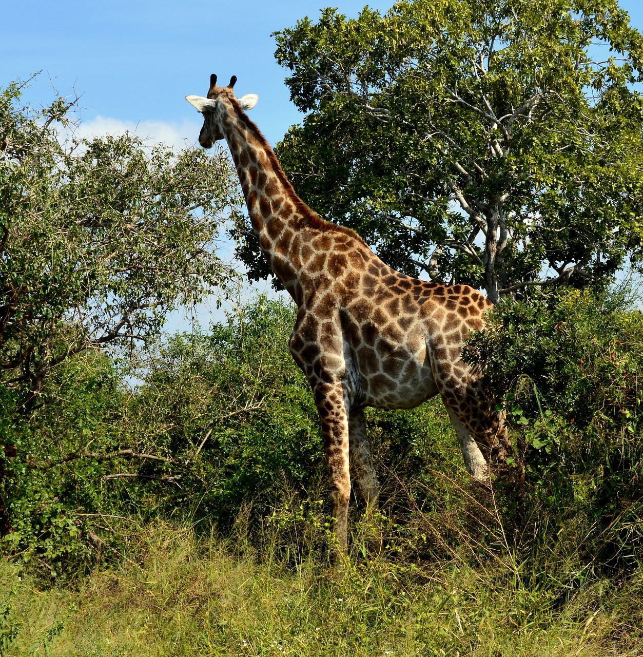Žirafa,  Laukinė Gamta,  Aukščiausias,  Gamta,  Safari,  Krūmas,  Žolėdis,  Be Honoraro Mokesčio, Nemokamos Nuotraukos,  Nemokama Licenzija