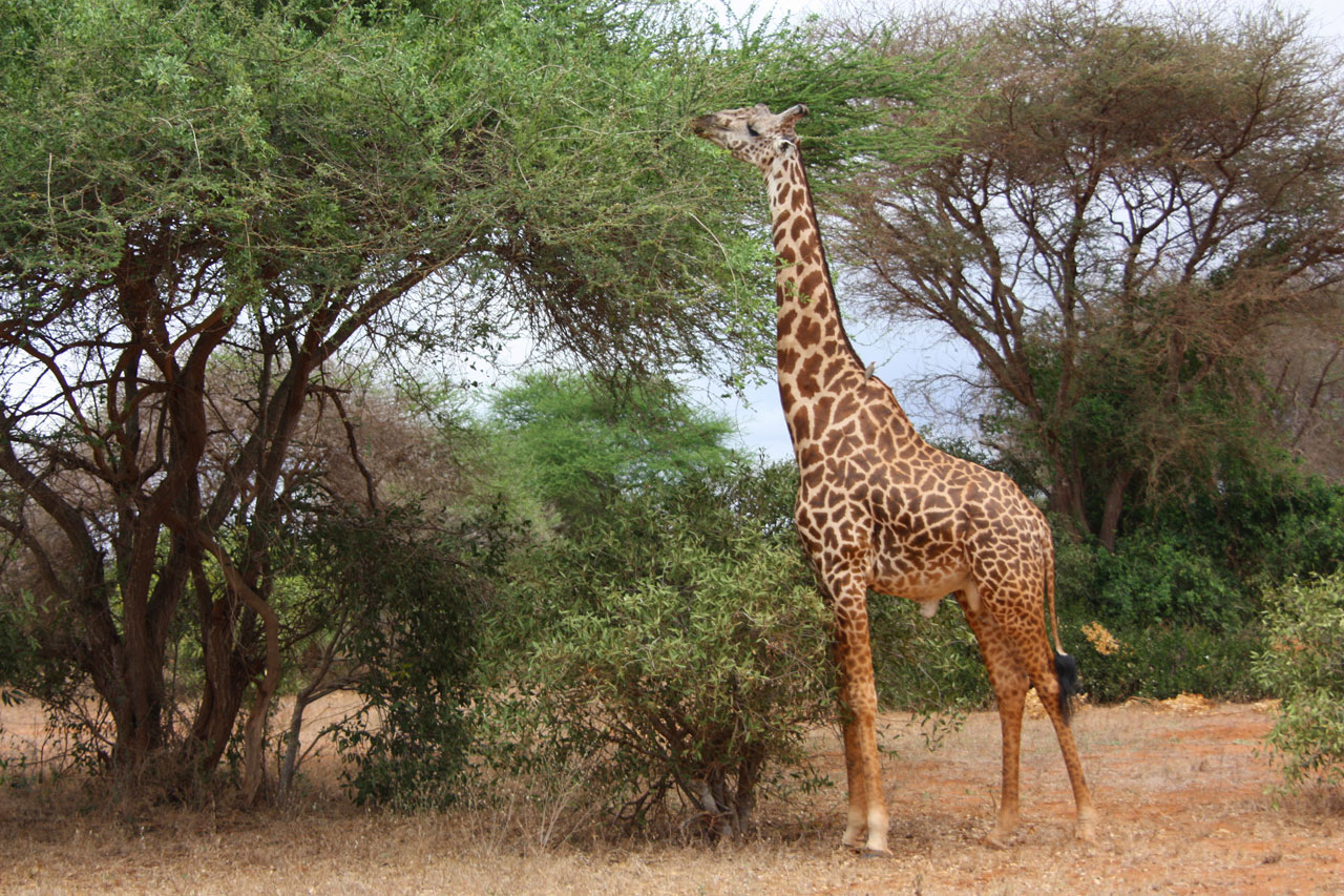 Žirafa,  Paukštis,  Draugai,  Gyvūnas,  Šeima,  Laukiniai,  Žinduolis,  Safari,  Afrika,  Kelionė