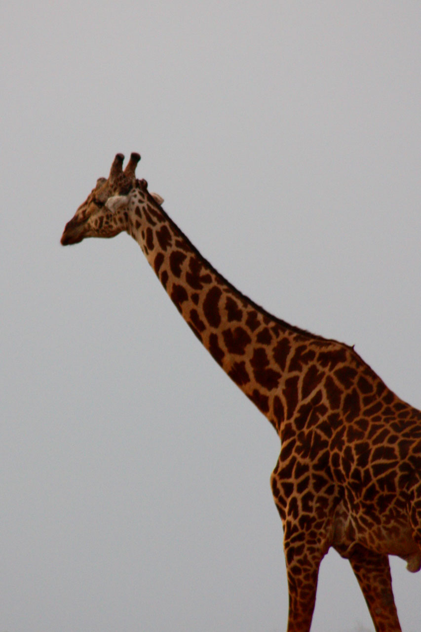Žirafa,  Paukštis,  Draugai,  Gyvūnas,  Šeima,  Laukiniai,  Žinduolis,  Safari,  Afrika,  Kelionė