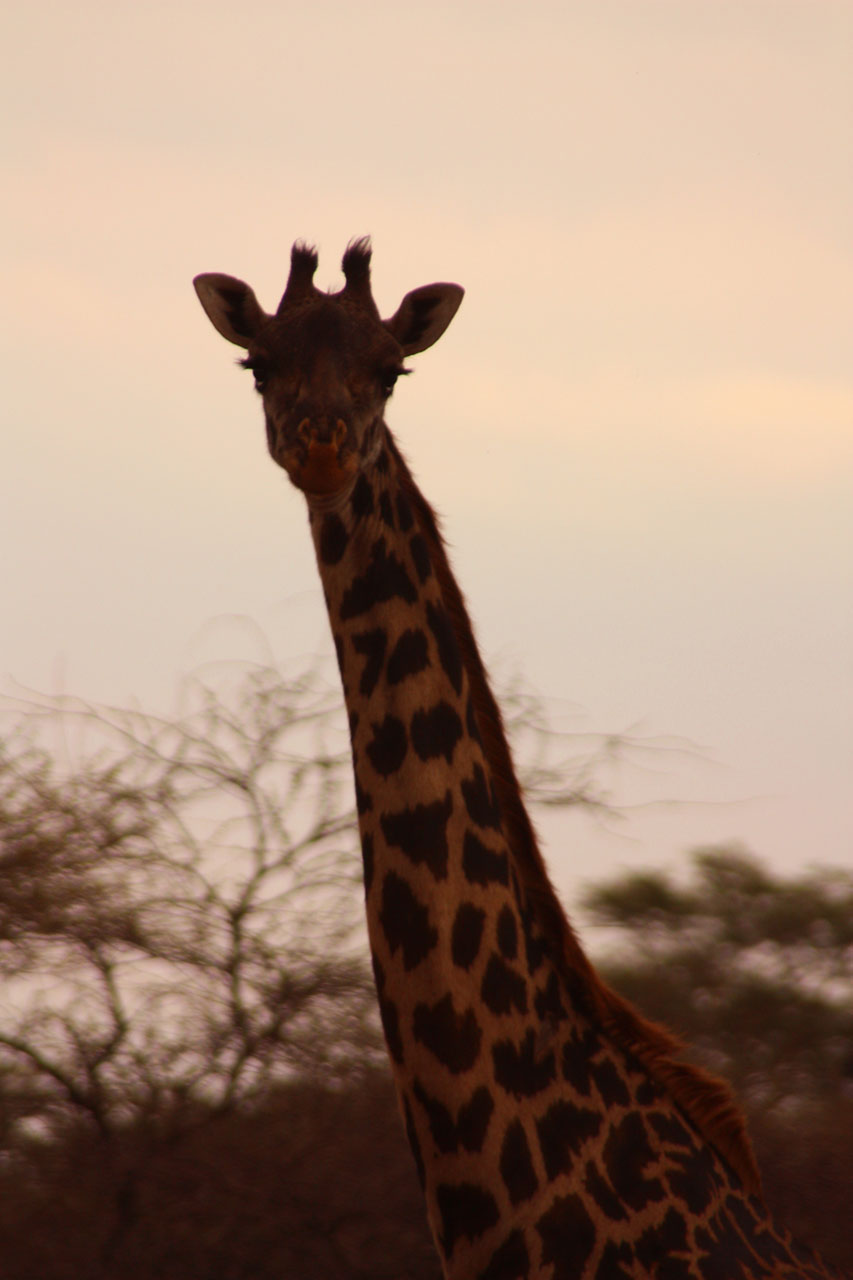 Žirafa,  Dangus,  Saulėlydis,  Gyvūnas,  Šeima,  Laukiniai,  Žinduolis,  Safari,  Afrika,  Kelionė