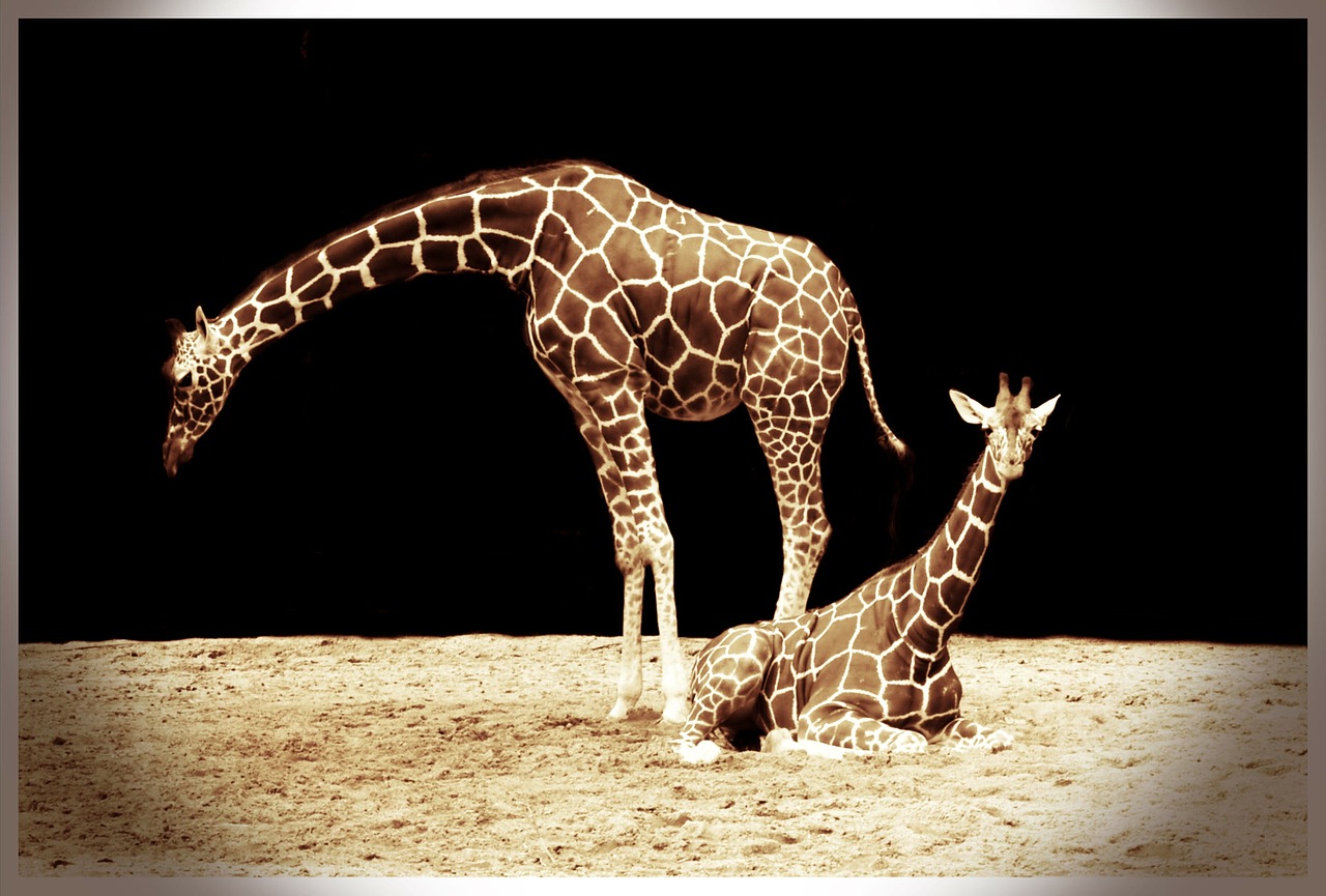 Žirafa, Afrikos, Gyvūnas, Didelis, Ruda, Žirafos, Žinduolis, Laukinė Gamta, Safari, Savanna