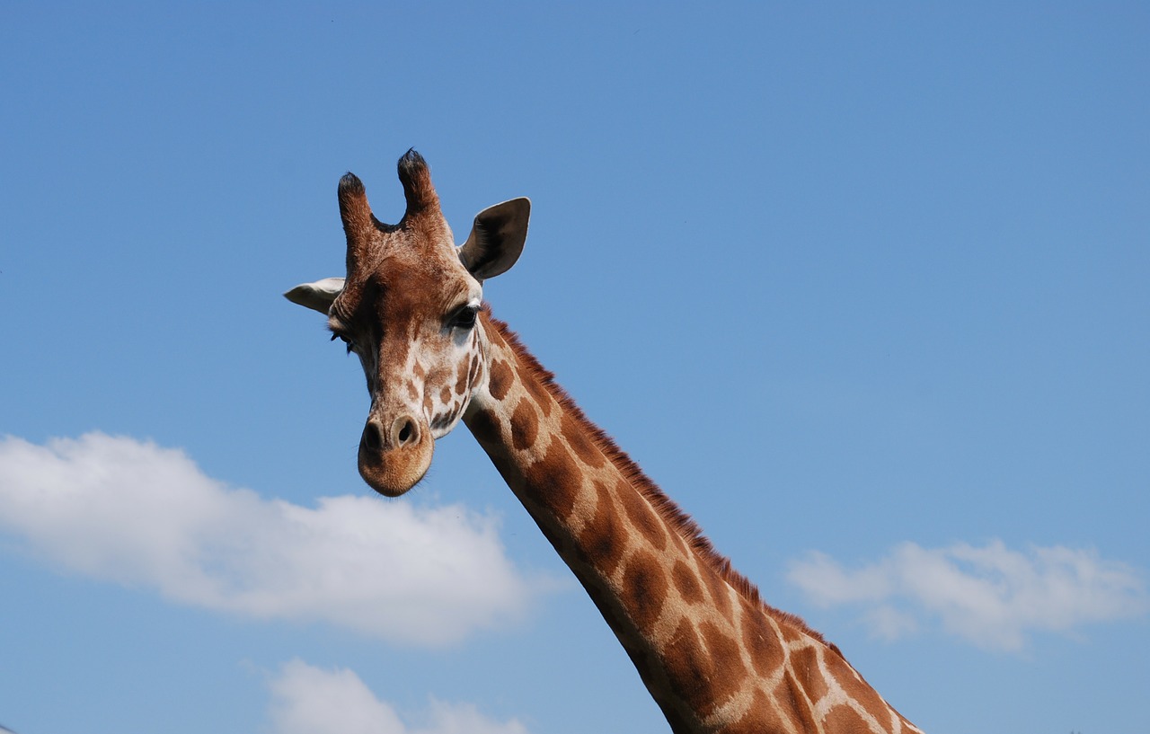 Žirafa, Afrika, Laukinė Gamta, Serengeti, Laukiniai, Safari, Nemokamos Nuotraukos,  Nemokama Licenzija