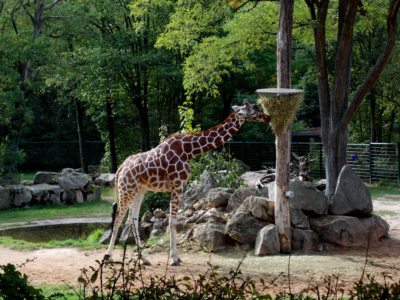 Žirafa, Tiergarten, Paarhufer, Zoologijos Sodas, Žinduolis, Gyvūnai, Fauna, Maistas, Maitinti, Valgyti