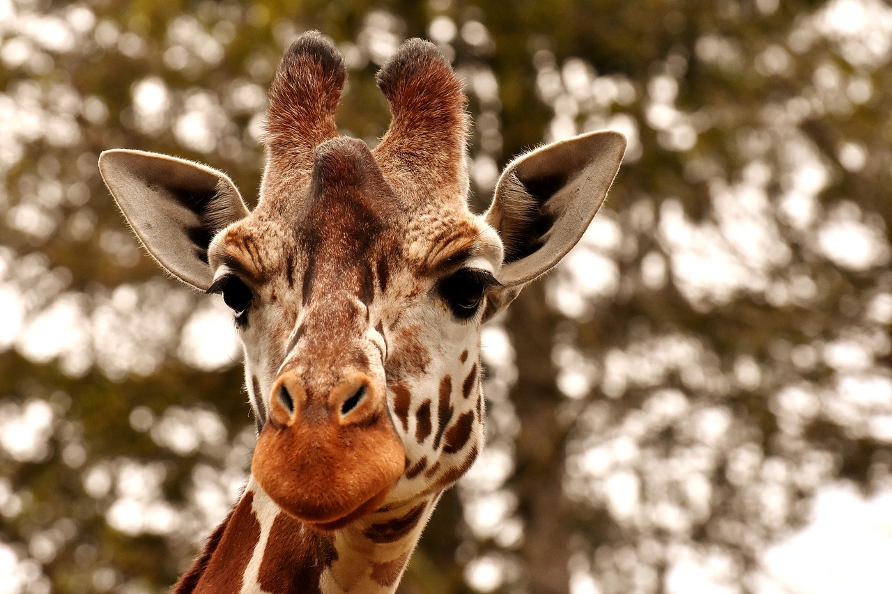 Žirafa,  Zoo,  Gyvūnas,  Gyvūnų Portretas,  Laukinis Gyvūnas,  Tierpark Hellabrunn,  Galva, Nemokamos Nuotraukos,  Nemokama Licenzija