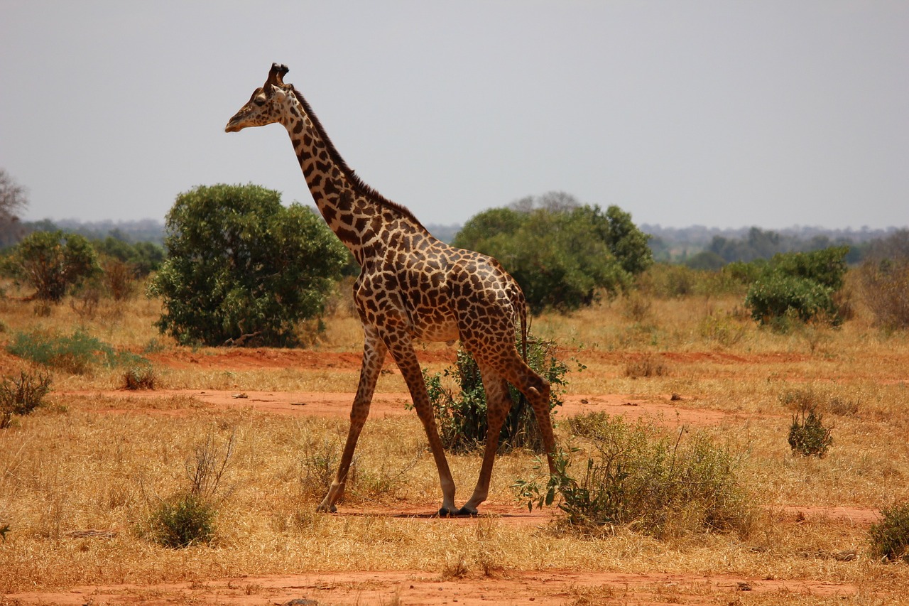 Žirafa, Kenya, Tsavo, Žinduolis, Savanna, Safari, Nemokamos Nuotraukos,  Nemokama Licenzija