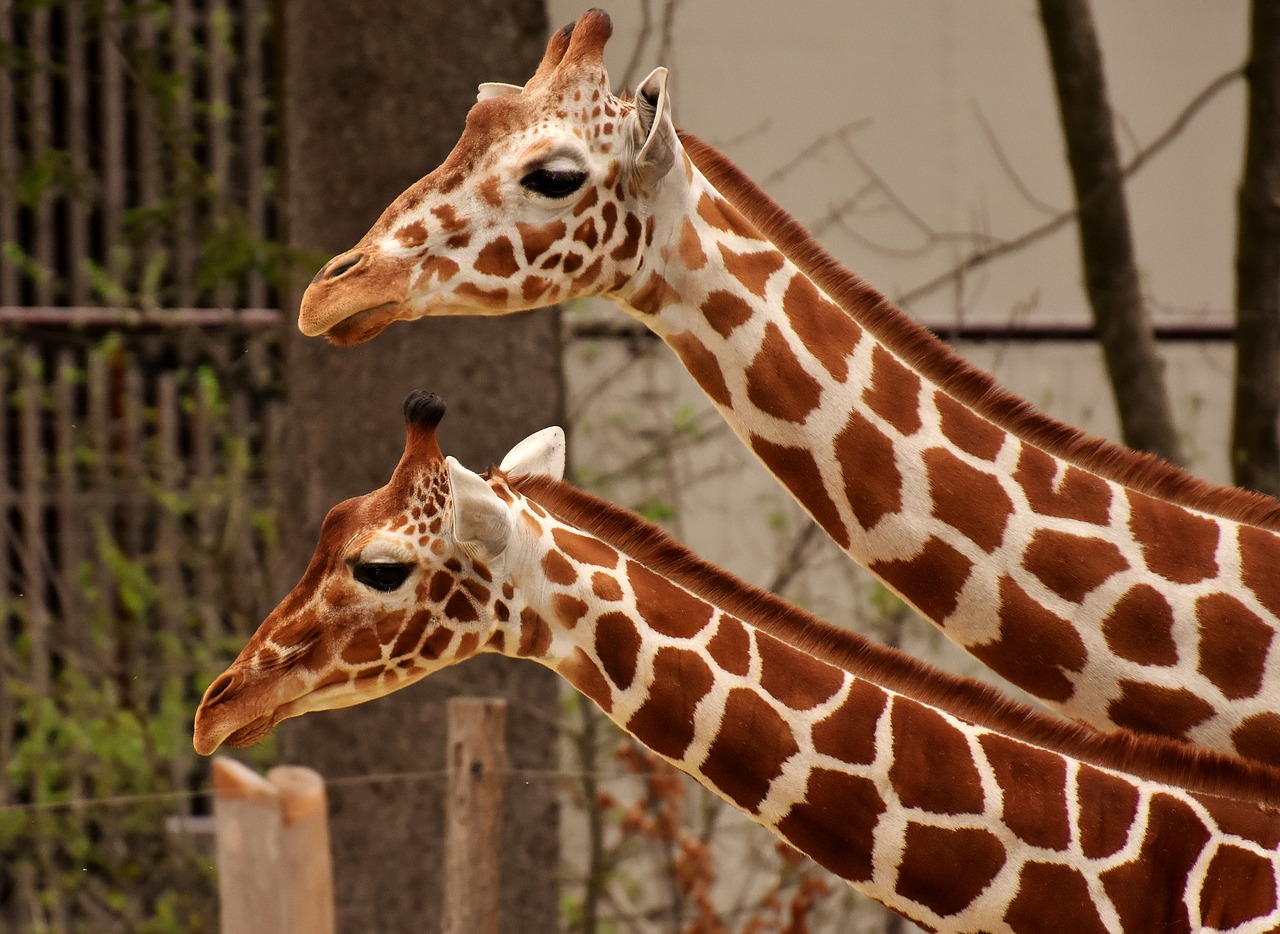 Žirafa,  Zoo,  Gyvūnas,  Gyvūnų Portretas,  Laukinis Gyvūnas,  Tierpark Hellabrunn, Nemokamos Nuotraukos,  Nemokama Licenzija